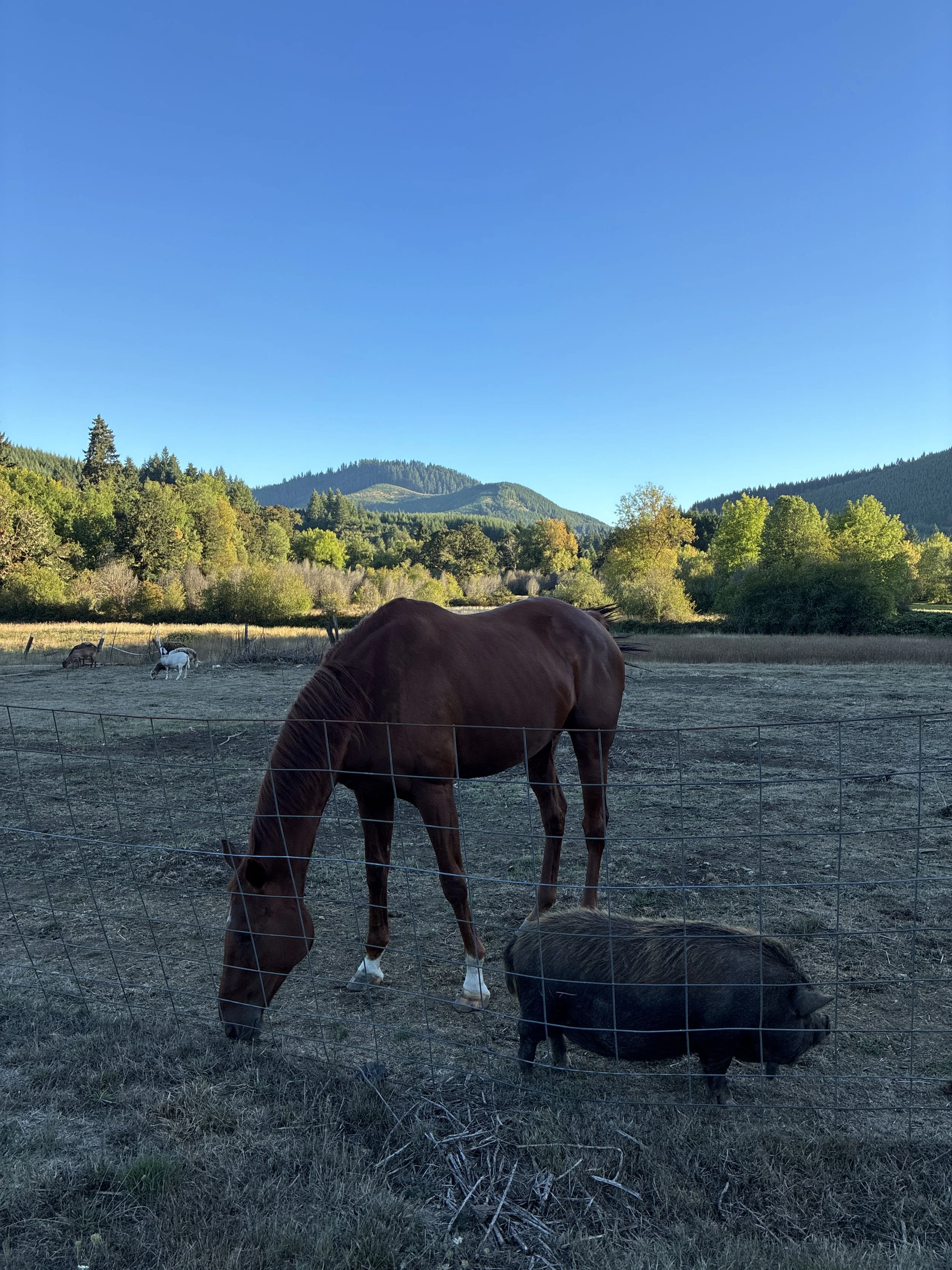The Good Farm