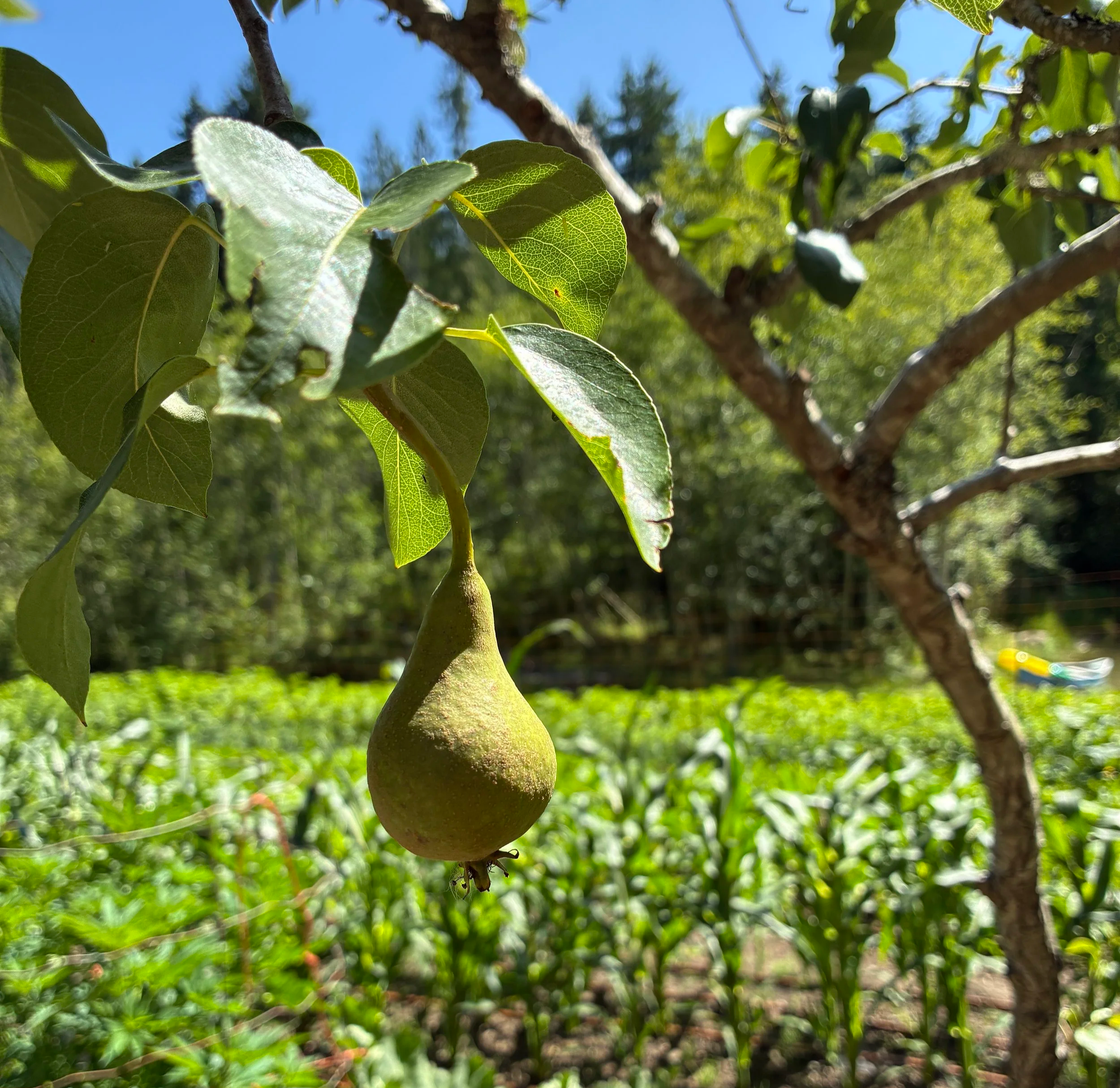 Permaculture Plan