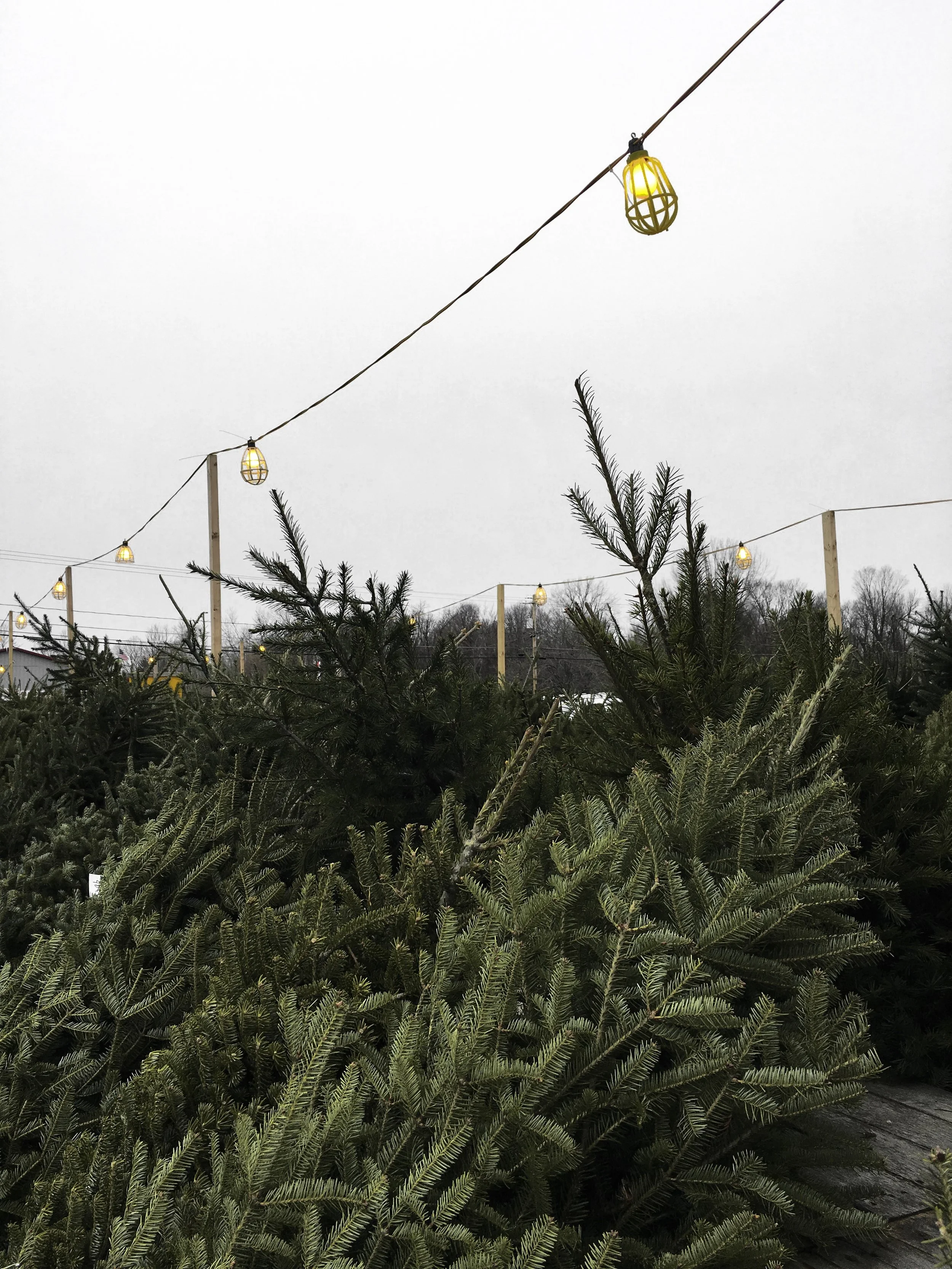Where to Go Christmas Tree Shopping in San Francisco