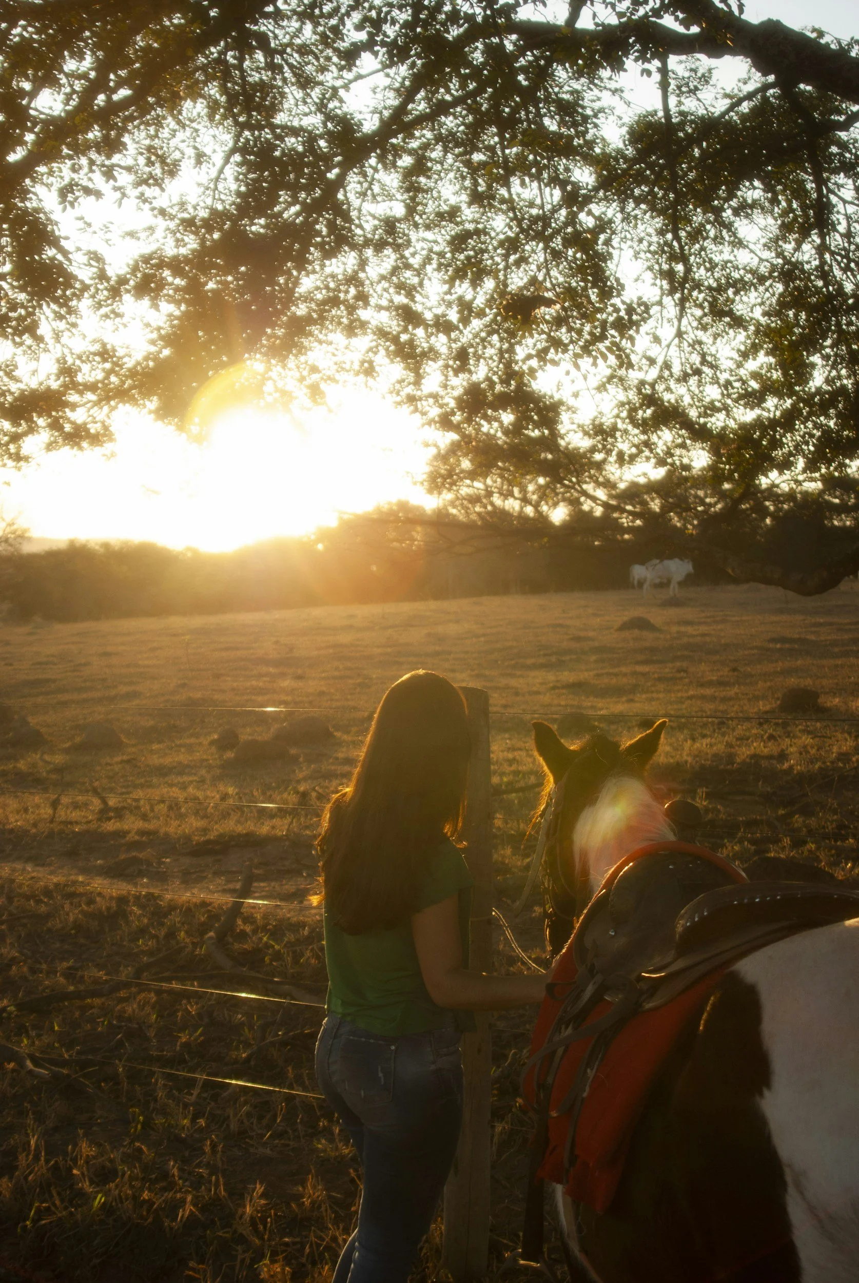 A girl is standing next to a horse in a field during sunset, with trees overhead and the sun visible in the background.