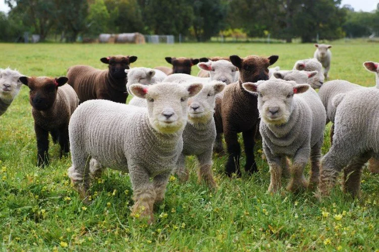 Babydoll Southdown Sheep