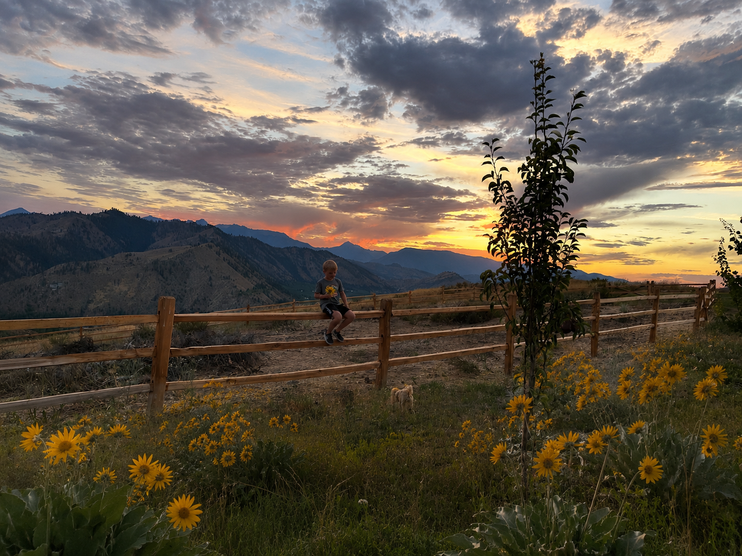 A child sitting on a wooden fence at sunset with mountains and a cloudy sky in the background, surrounded by yellow flowers and greenery.
