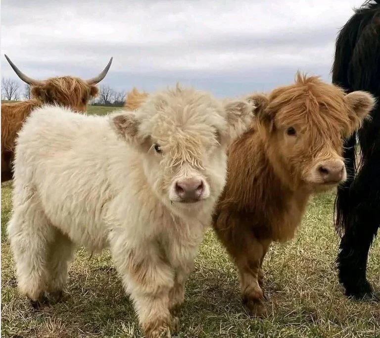 Miniature Highland Cattle