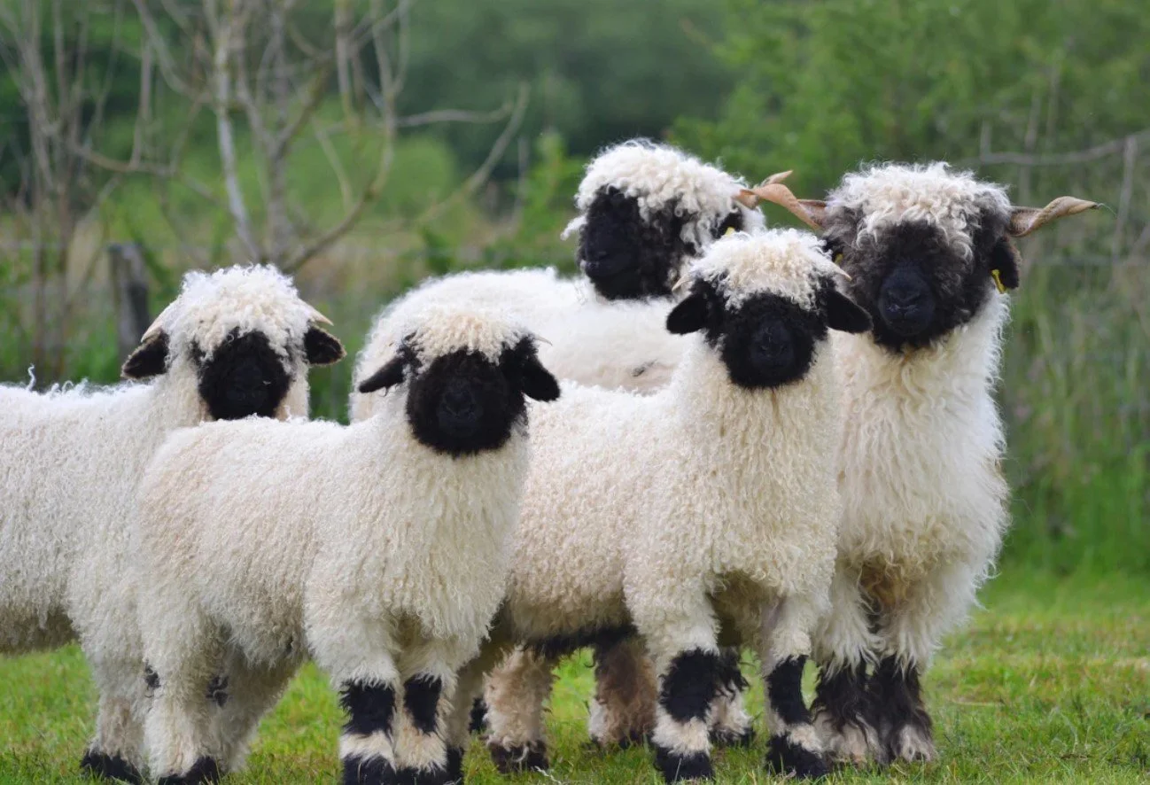 Valais Blacknose Sheep
