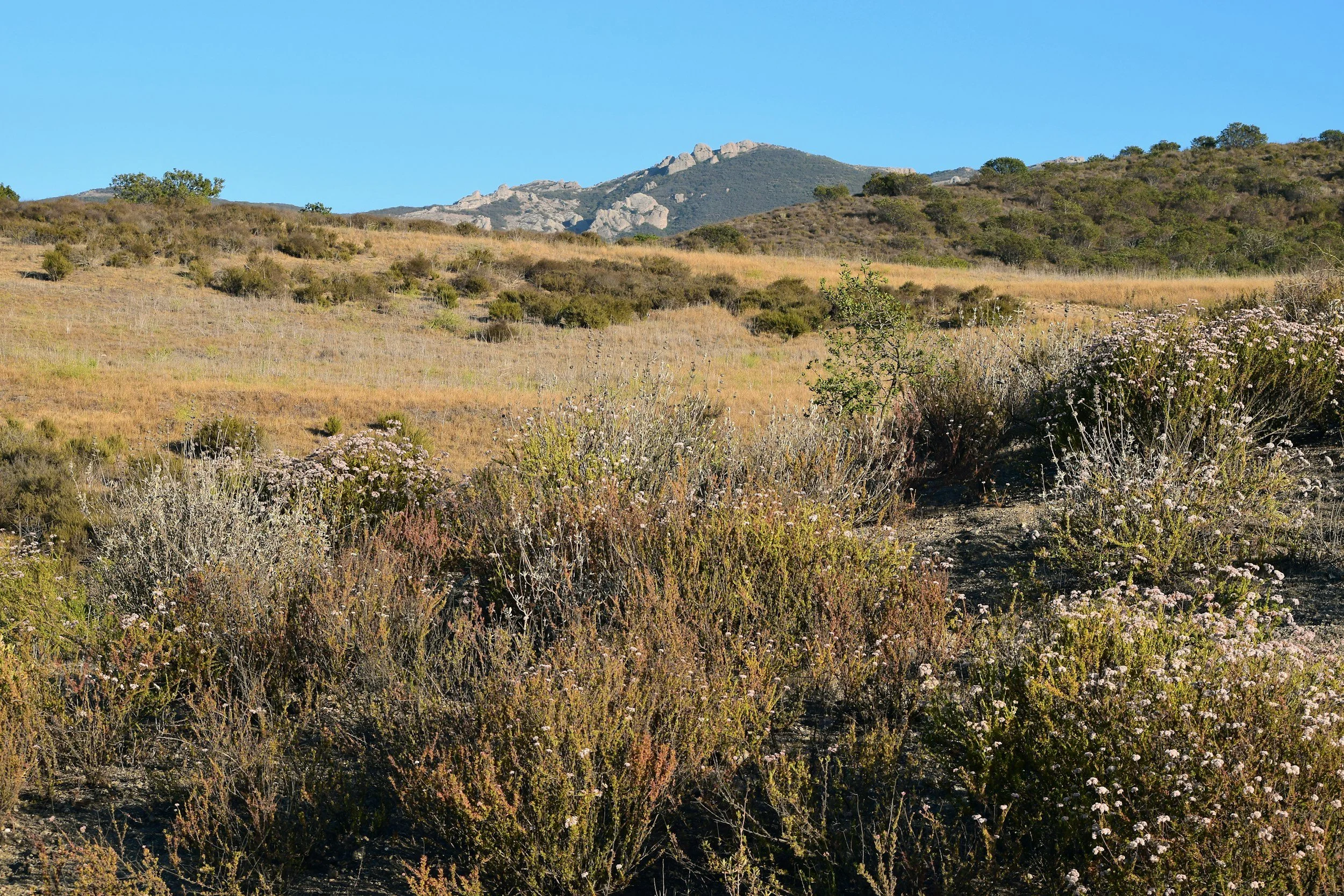 Southern California chaparral landscape