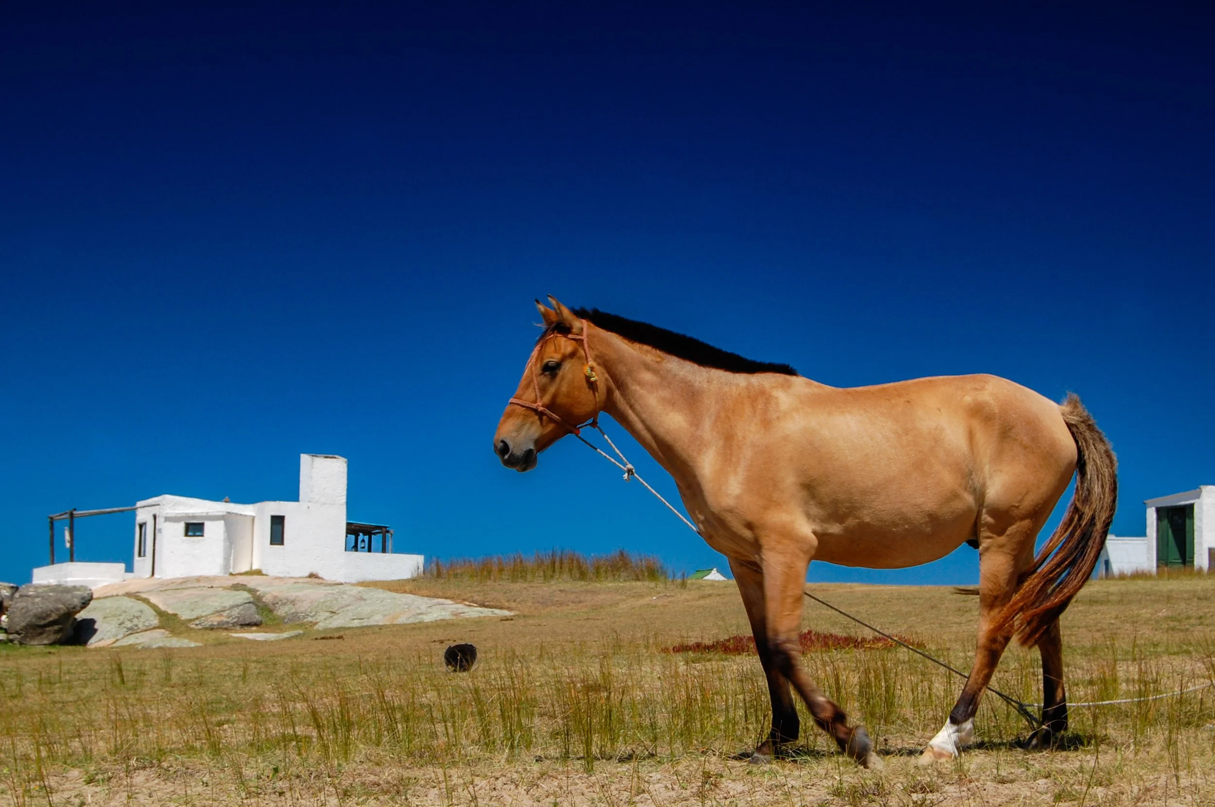 Een bruin paard met een zwart manen zonder zadel staat op een grasveld onder een heldere blauwe hemel, met witte gebouwen op de achtergrond.
