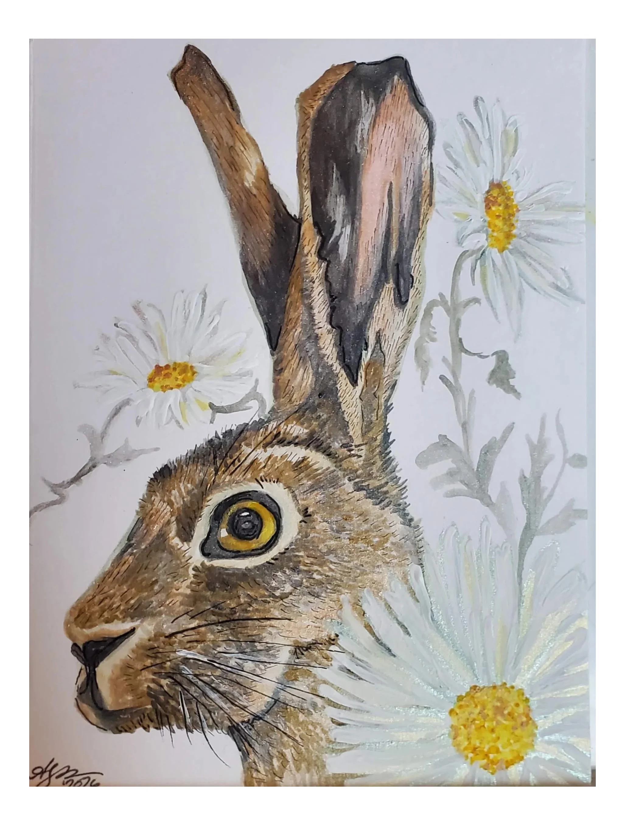 Pacific Northwest Wild hare and oxeye daisy wildflowers watercolor painting, gouache painting, and ink on paper by Bellingham artist Aubrey Redmon