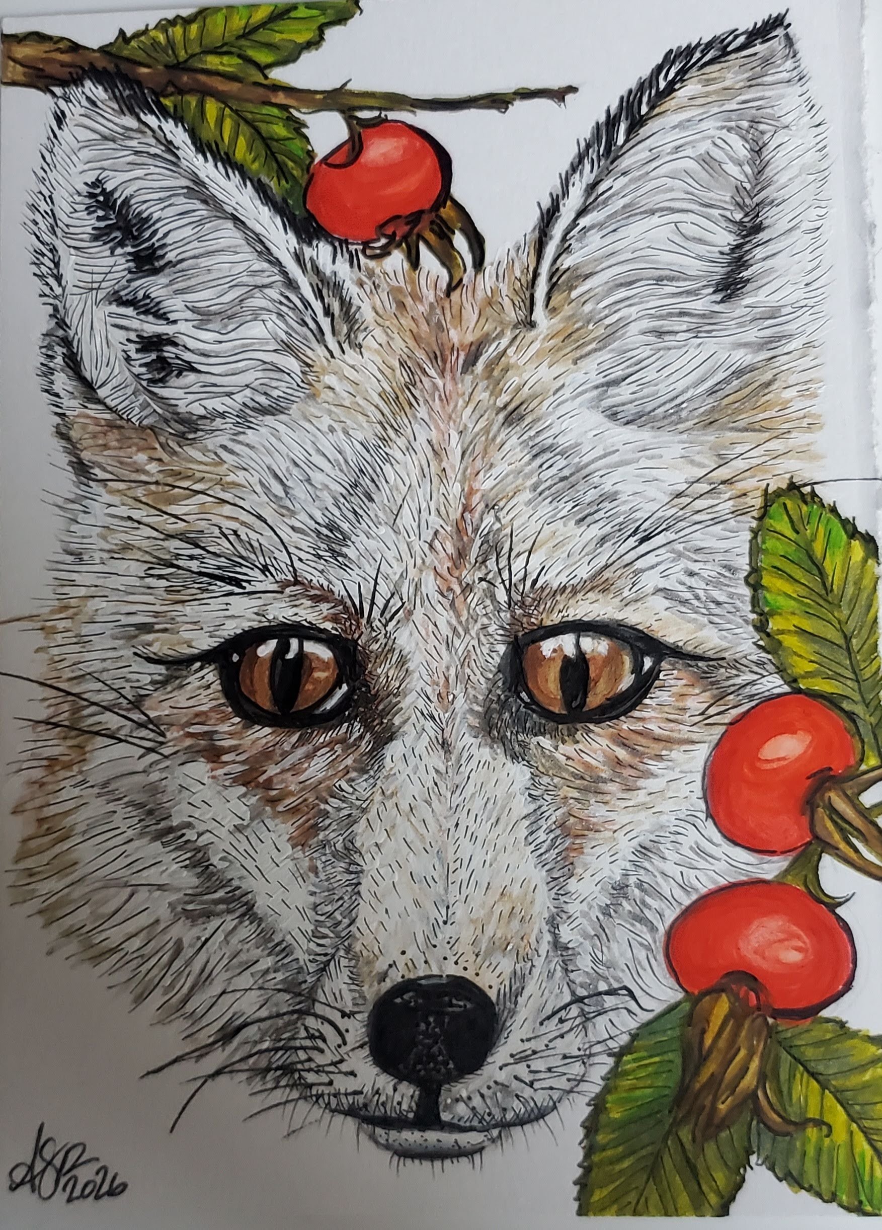 Pacific Northwest cascade fox and rose hips watercolor painting by Bellingham artist Aubrey Redmon