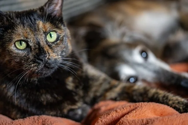 At Canada Vet Meds, we believe caring for your pets shouldn’t feel overwhelming or unaffordable.