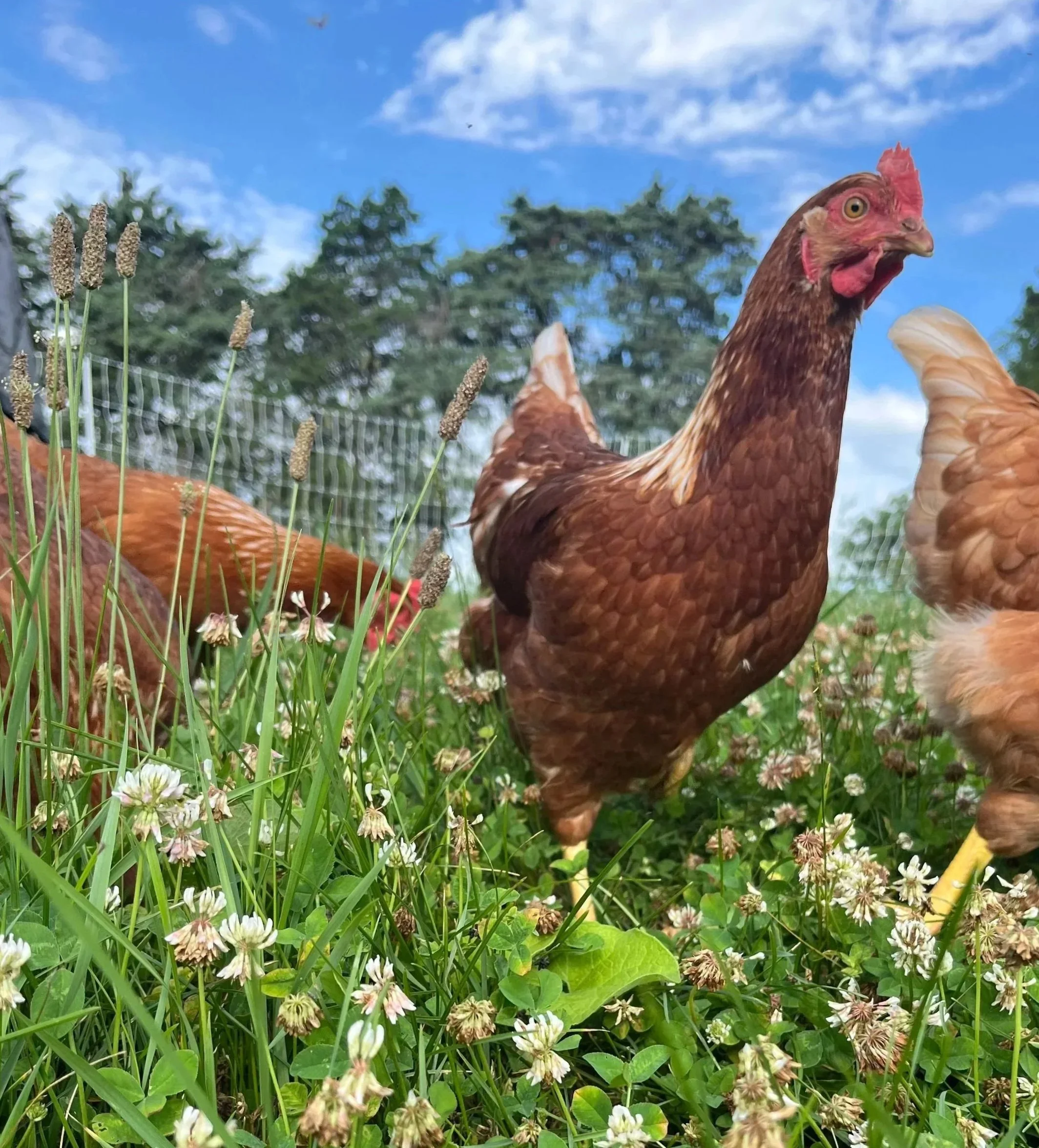 A close-up of a brown chicken standing in a grassy area with white flowers and green foliage, with a background of trees and a partly cloudy blue sky.