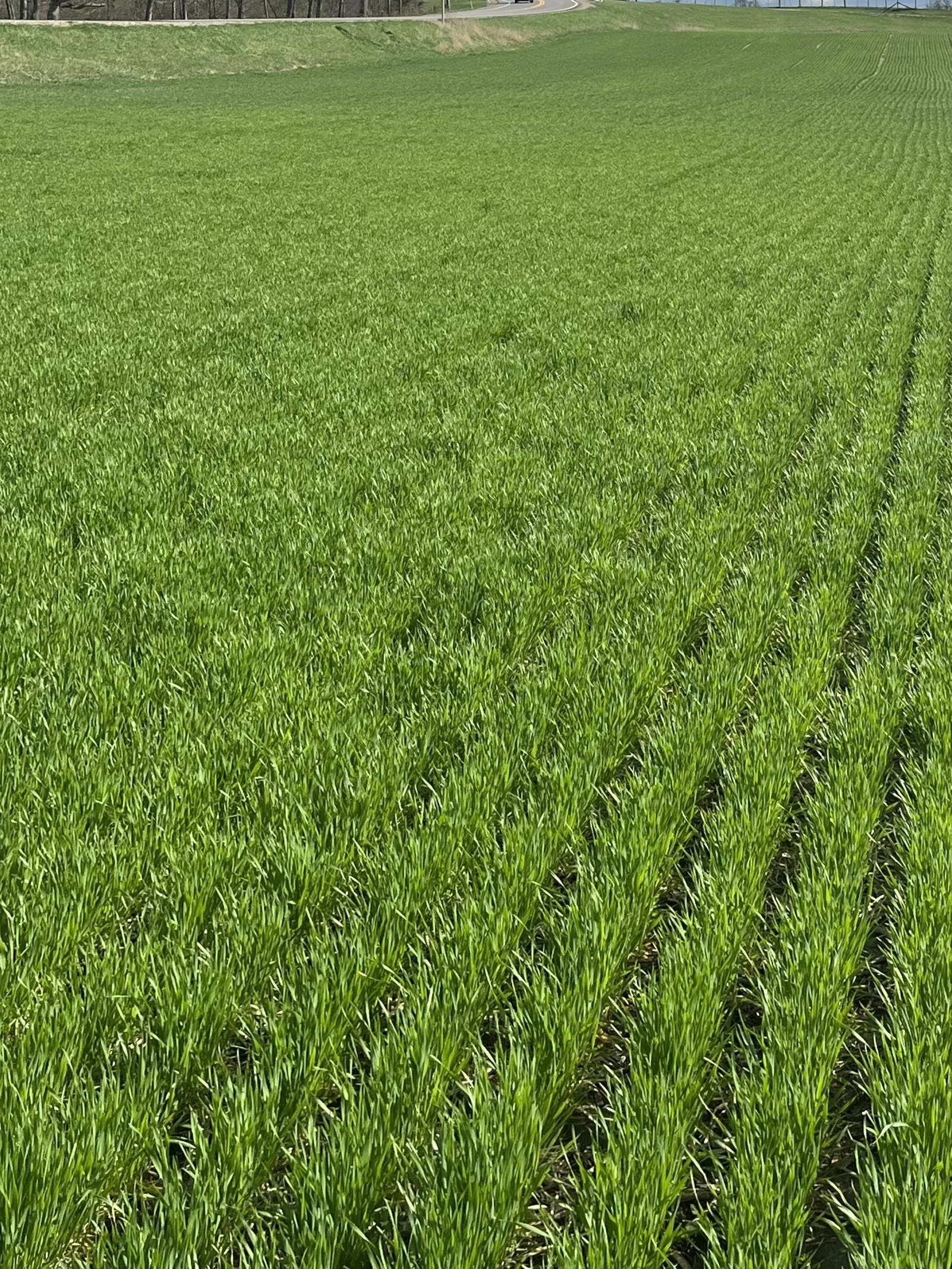 Turkey Red Heritage Wheat