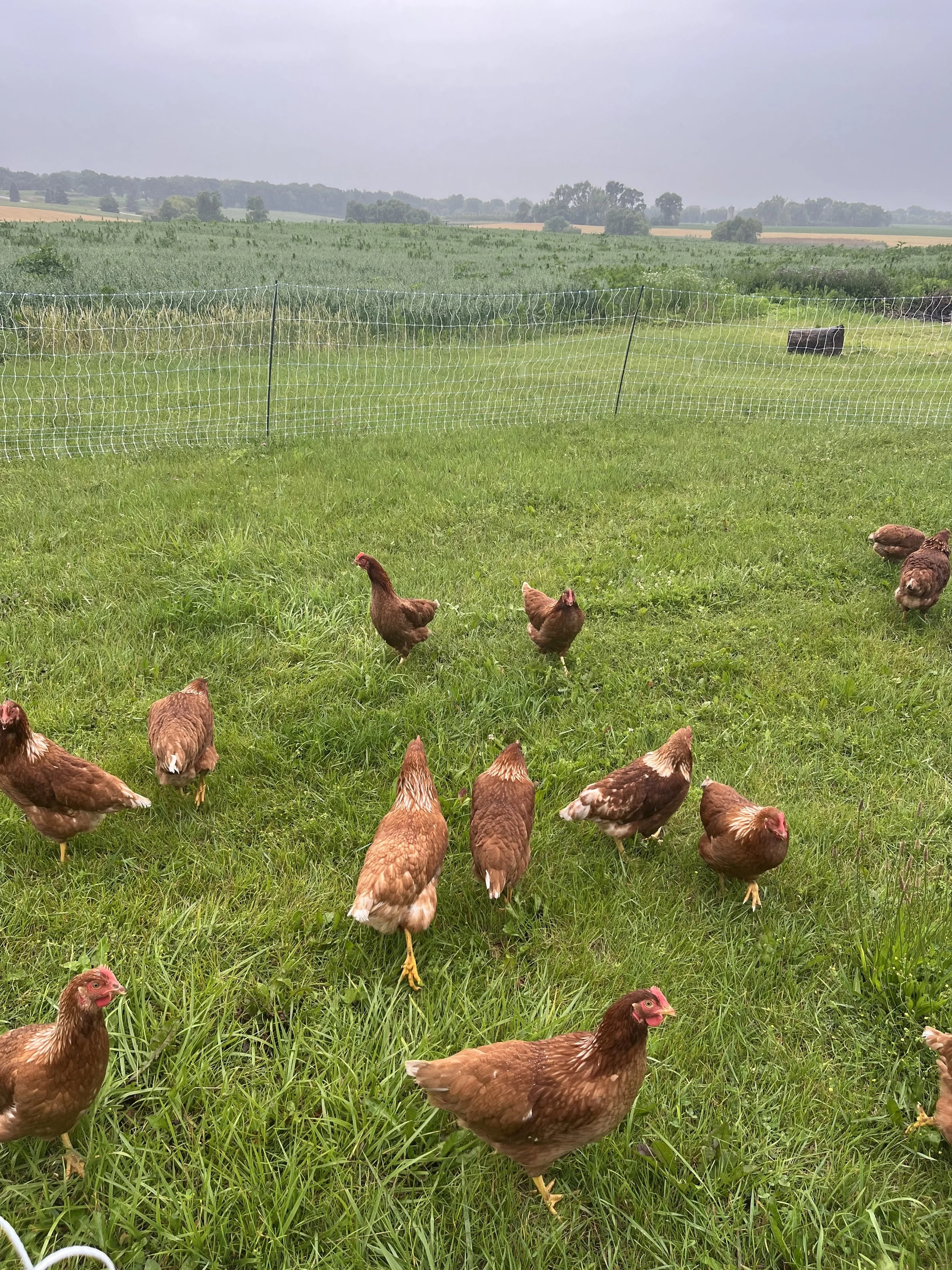 Chickens grazing on green grass near a wire fence with green fields and trees in the background under a cloudy sky.