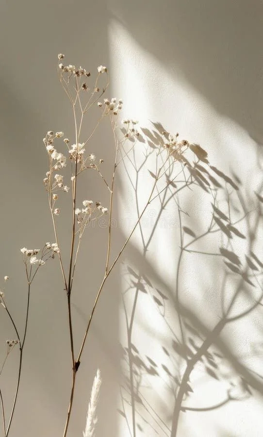 Dry white flowers with thin stems cast shadows on a white wall in sunlight.