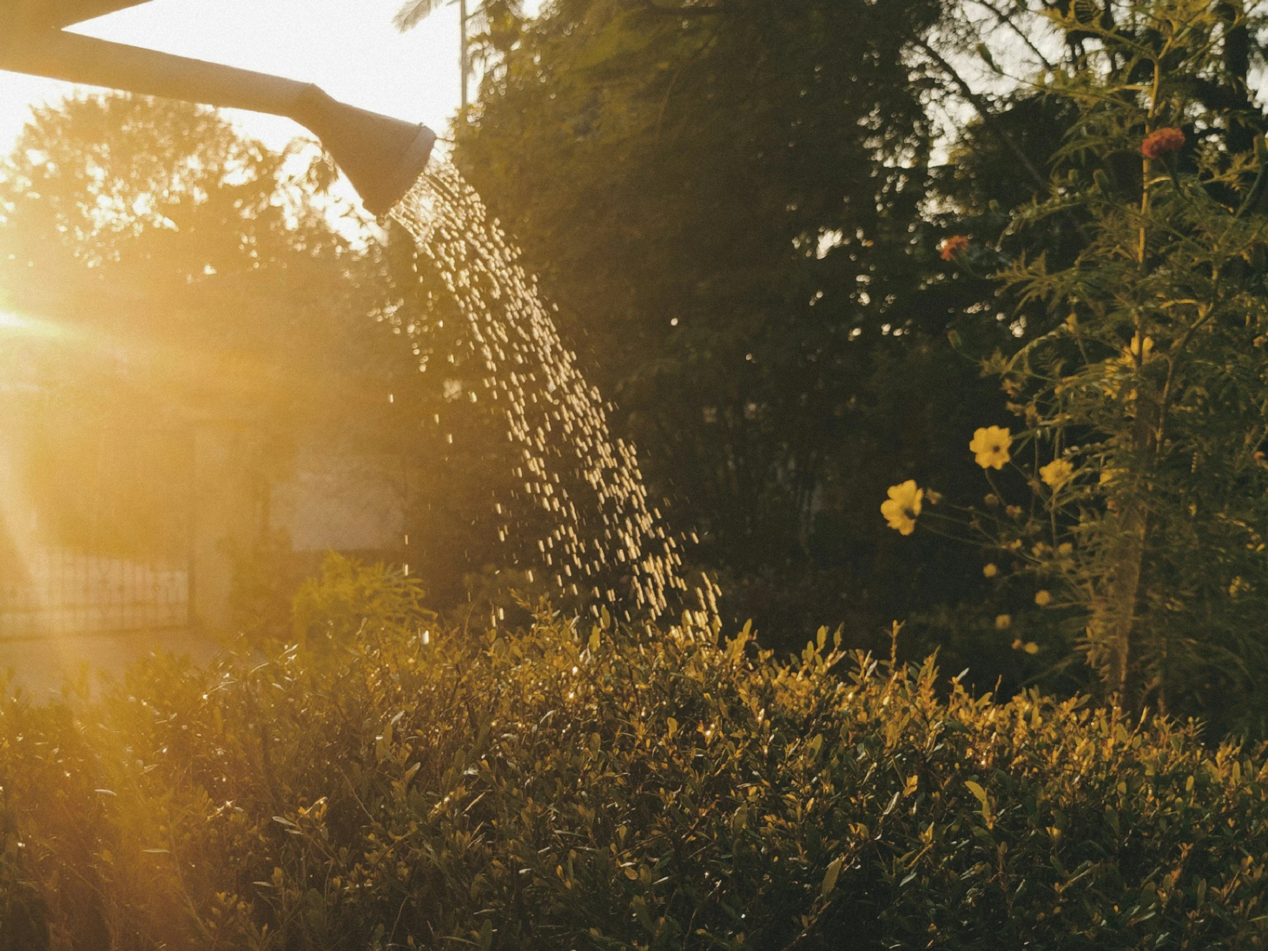 watering can sprinkling water over flowers in the sunrise