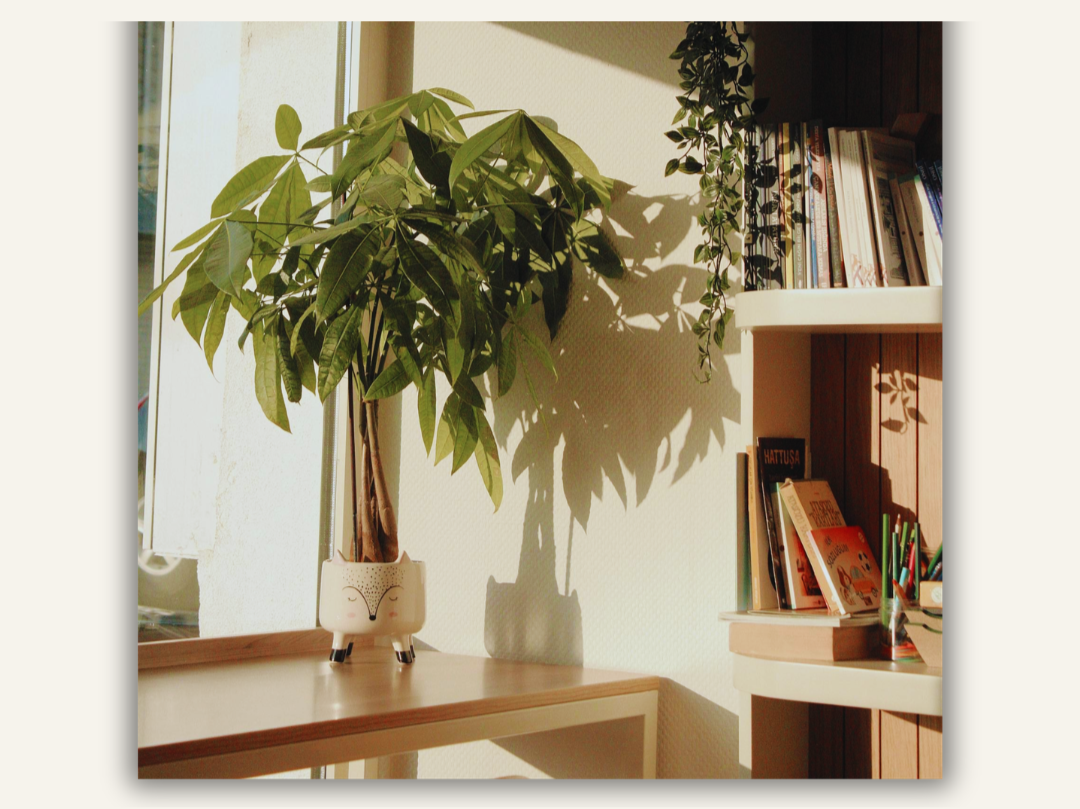 tall money tree plant in cute white fox planter on a table in the window with natural light. a bookshelf full of books beside