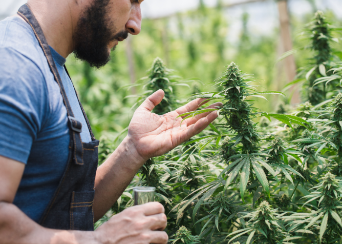 A man inspecting cannabis plants in a greenhouse
