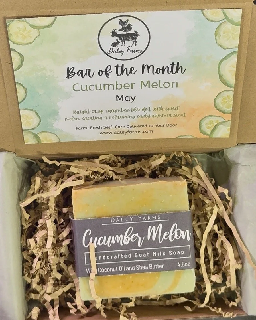 A handcrafted goat milk soap bar labeled 'Cucumber Melon' with coconut oil and shea butter, in a gift box with shredded paper filler. The box has a sign with the Daley Farms logo, indicating it is the 'Bar of the Month' for May, featuring cucumber melon flavor.