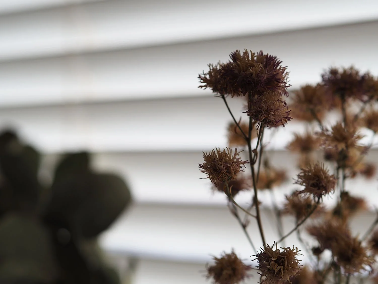 The Peace of Wild Things