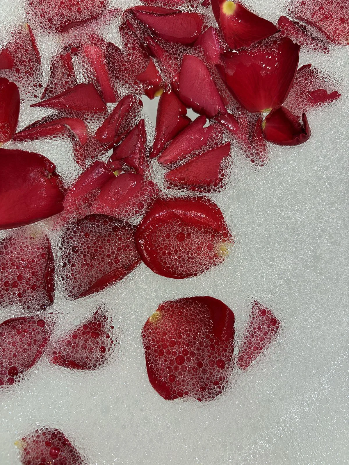 'Roses Are Red' | Colour Photograph 