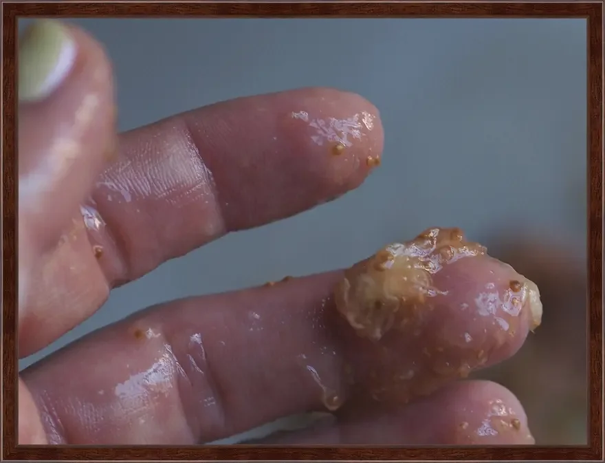 Shameful Seeds (Fig)