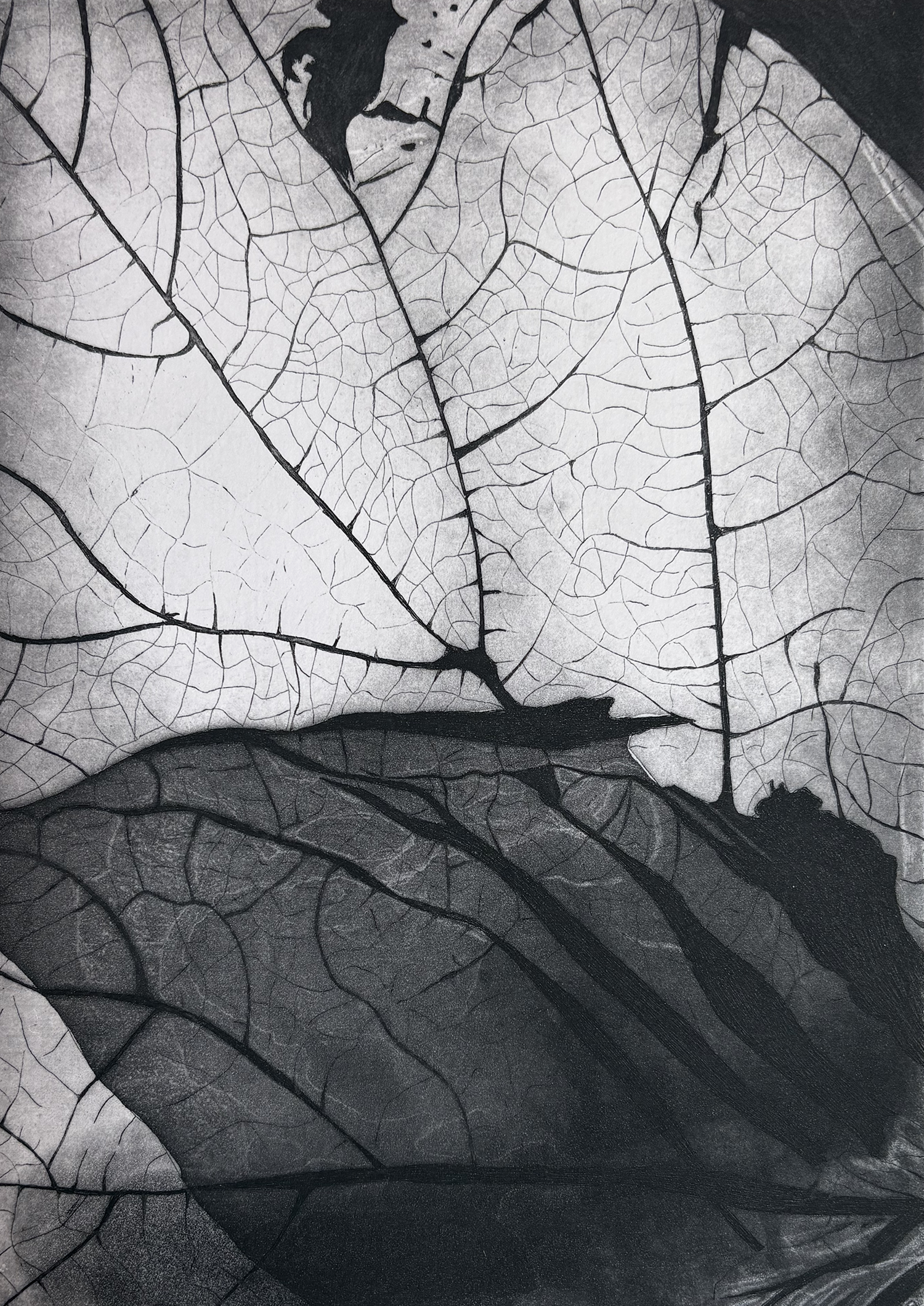 'Leaf Light' | Etching and Aquatint | 2025