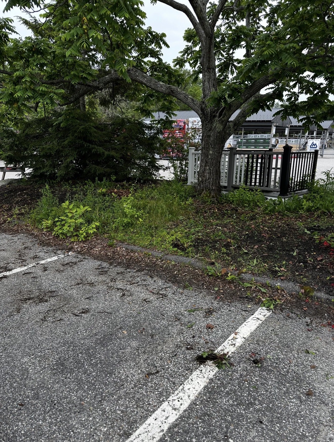 An outdoor parking lot with a tree extending over the parking spaces. The parking lot is mostly empty, with some leaves and small branches on the asphalt. There is a building in the background with a railing and a few signs.