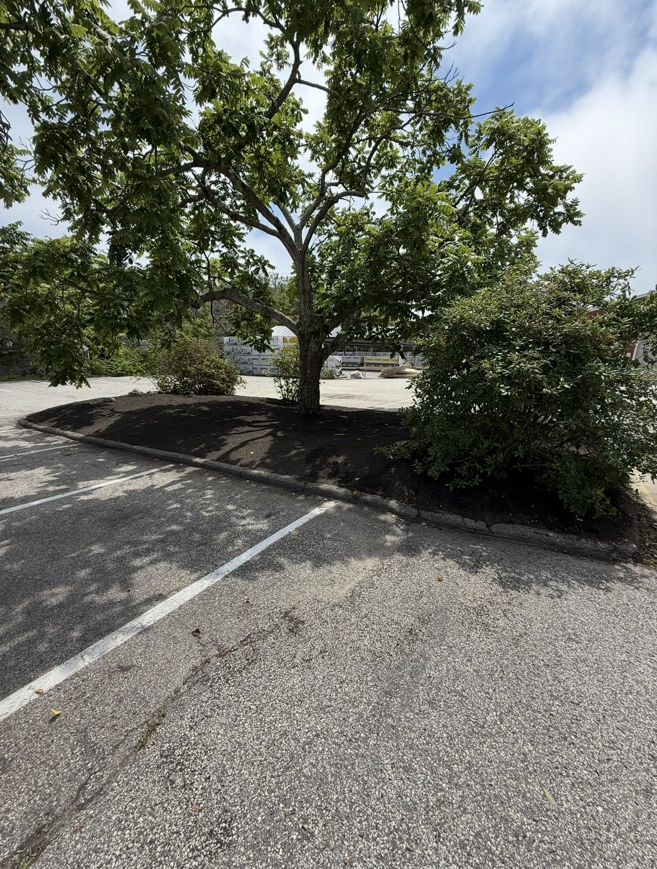 A parking lot with painted white parking lines, a tree with green leaves in the center of a landscaped area with dark mulch, and a blue sky with some clouds in the background.