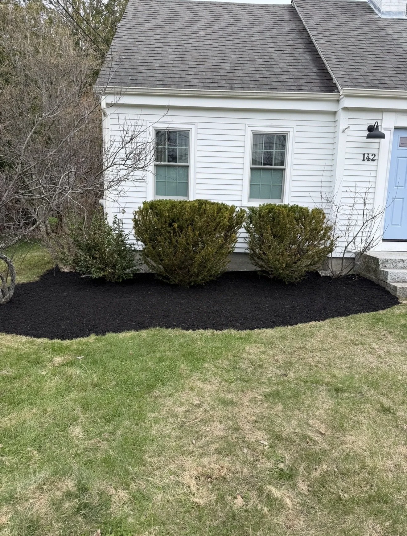Front yard with a house, window, blue door, and landscaped garden bed with three green bushes and mulched soil.