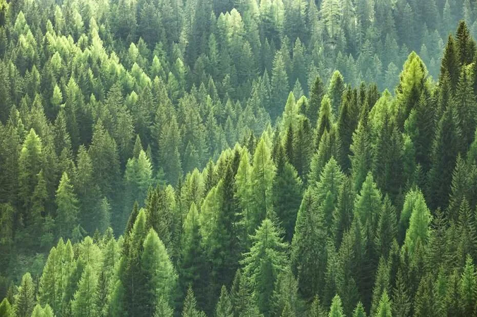 Dense green pine forest on a hillside.