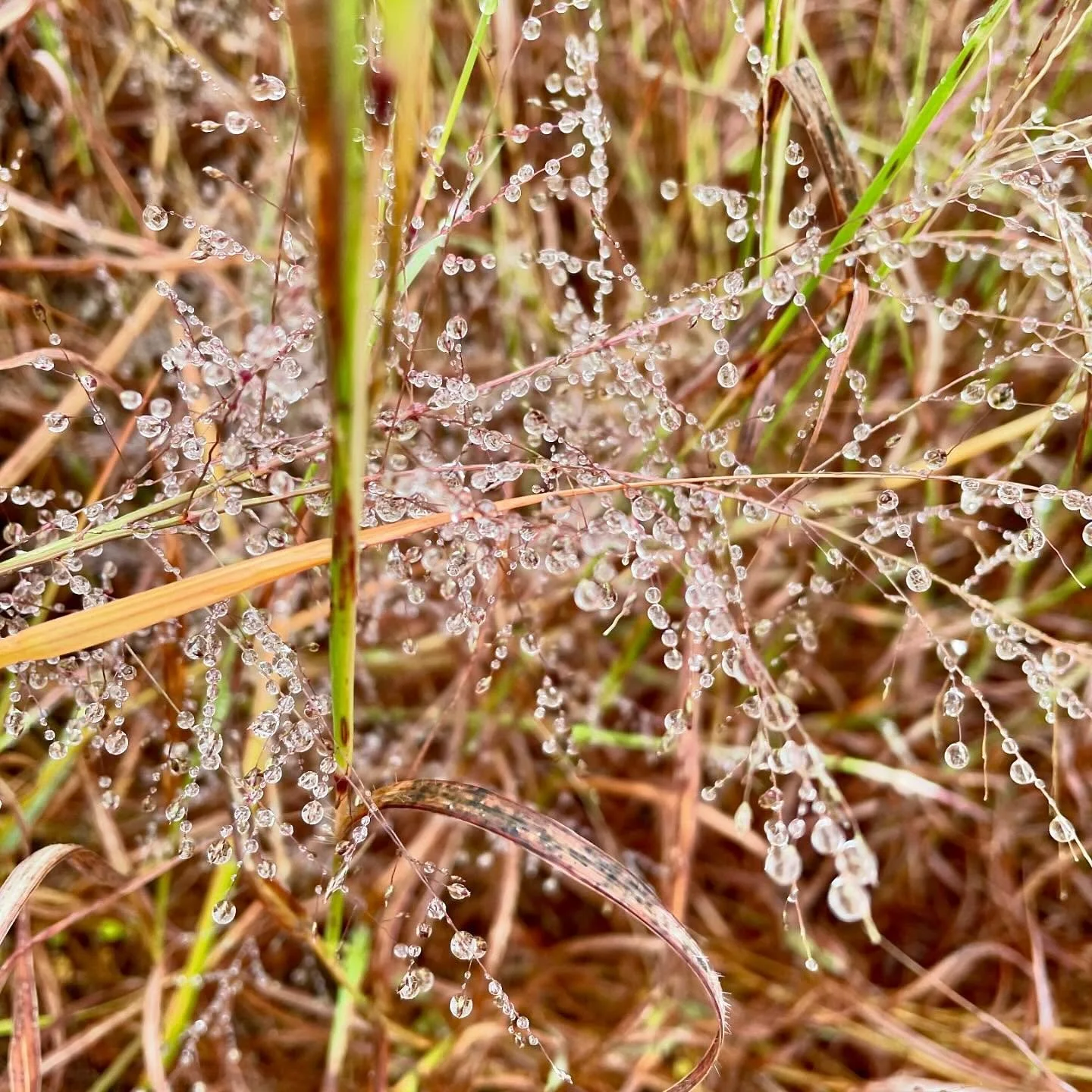 It&rsquo;s been quiet here at Mariposa as we plan for springtime and our new projects.  Short walks in the chilly weather and admiring nature&rsquo;s beauty as these little water beads look like bells ringing in the holiday season!