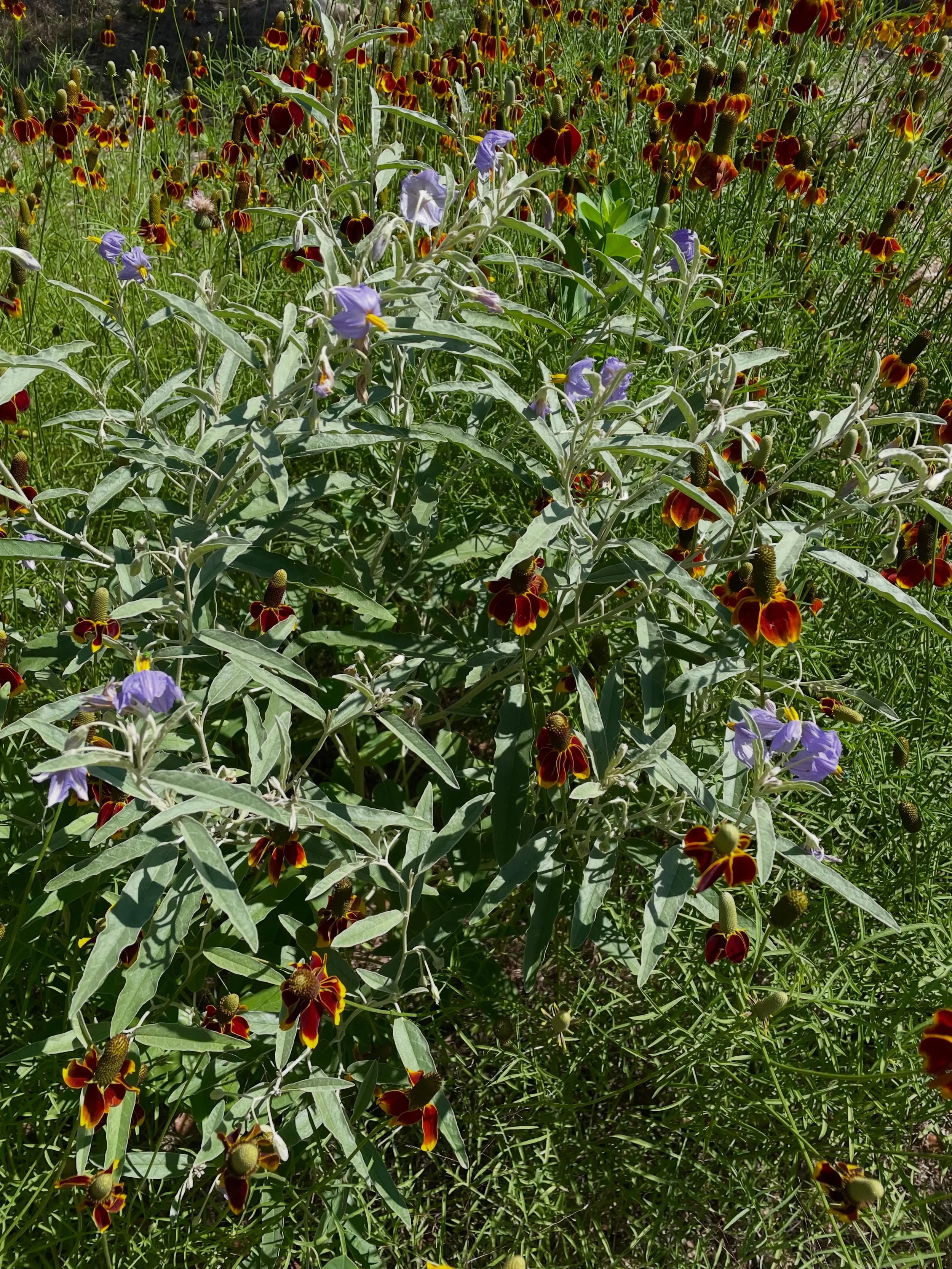 Our bees couldn&rsquo;t be happier!