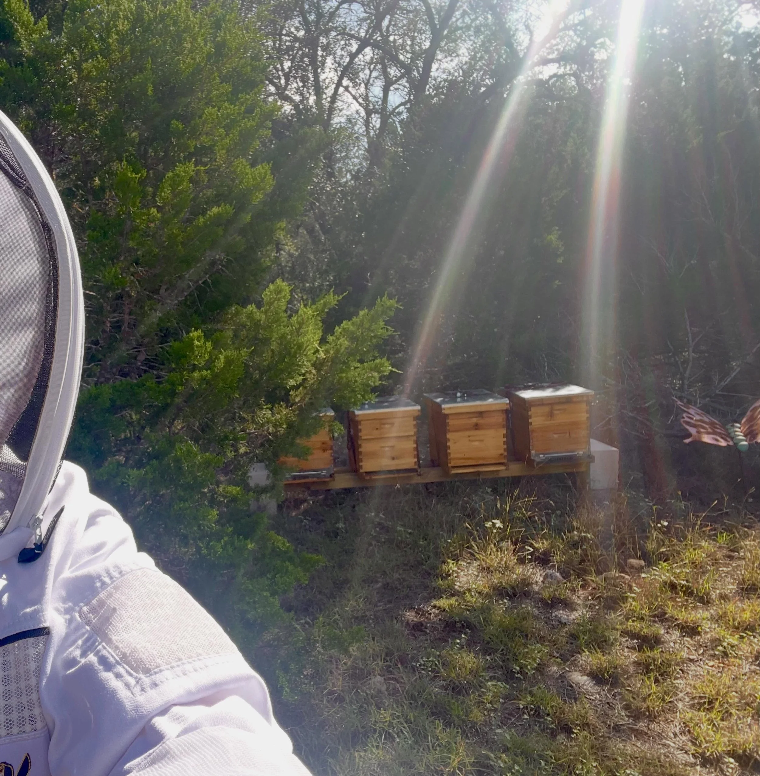 First taste of our honey and it is delicious! Slight vanilla undertones&hellip; pure, Texas wildflower honey&hellip;coming soon to a jar near you 🐝🍯