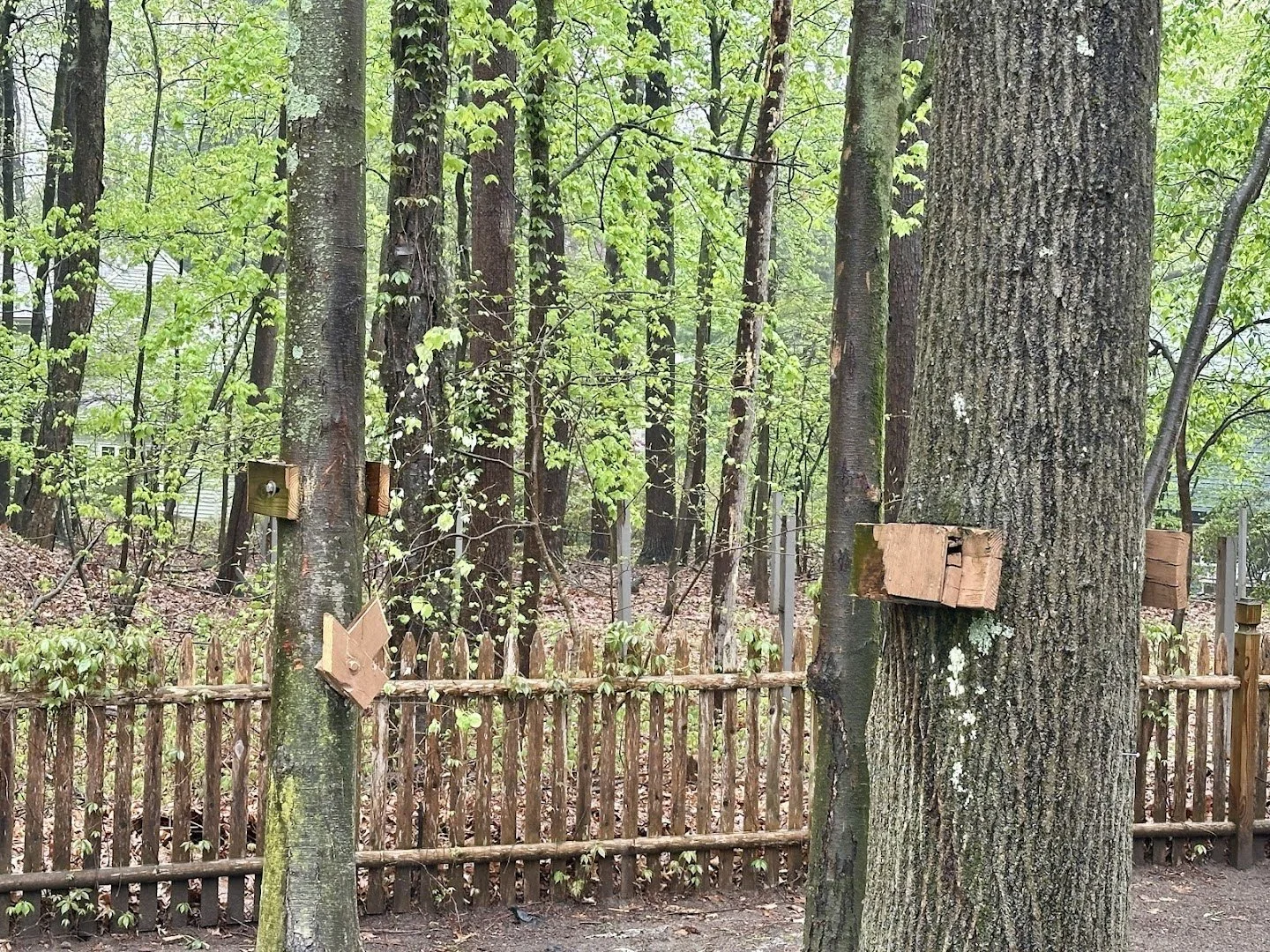 Wooden nesting boxes attached to trees in a forested area with a small wooden fence in the background.