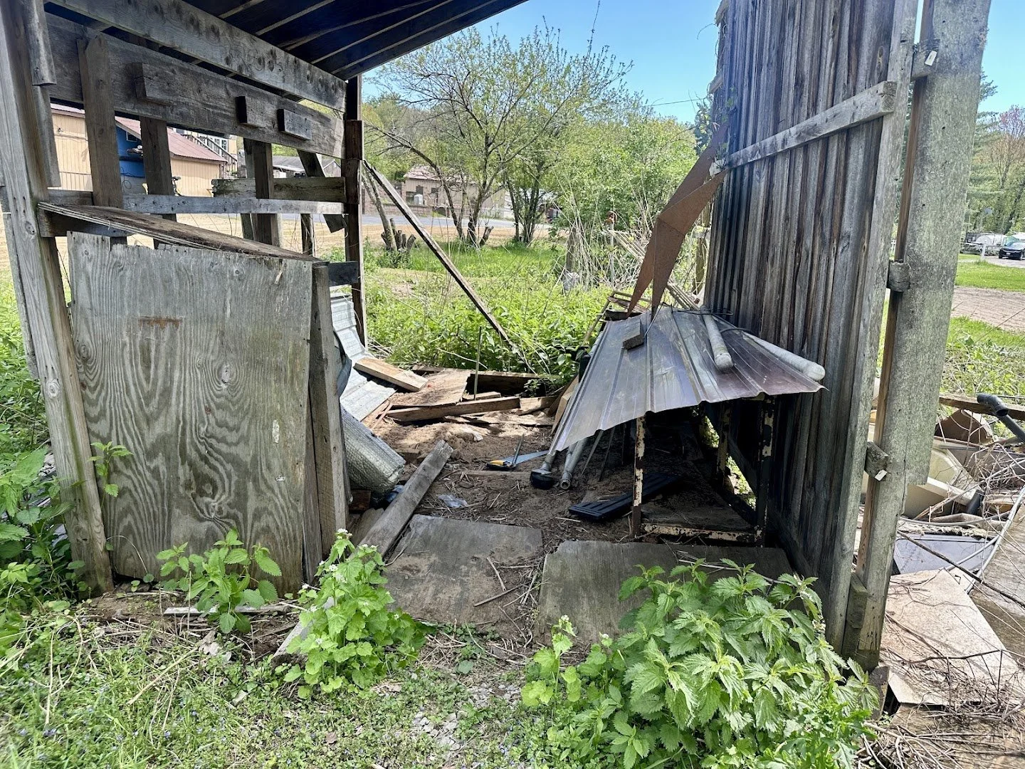 Abandoned, partially collapsed wooden shed with broken metal roof panels and overgrown weeds outside in a grassy area.