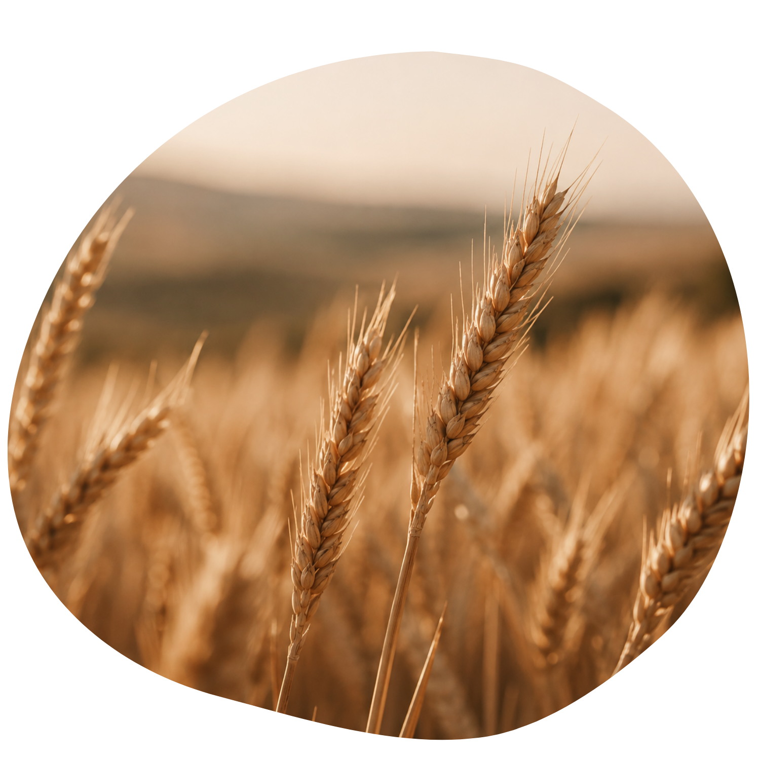Close-up of golden wheat in a field