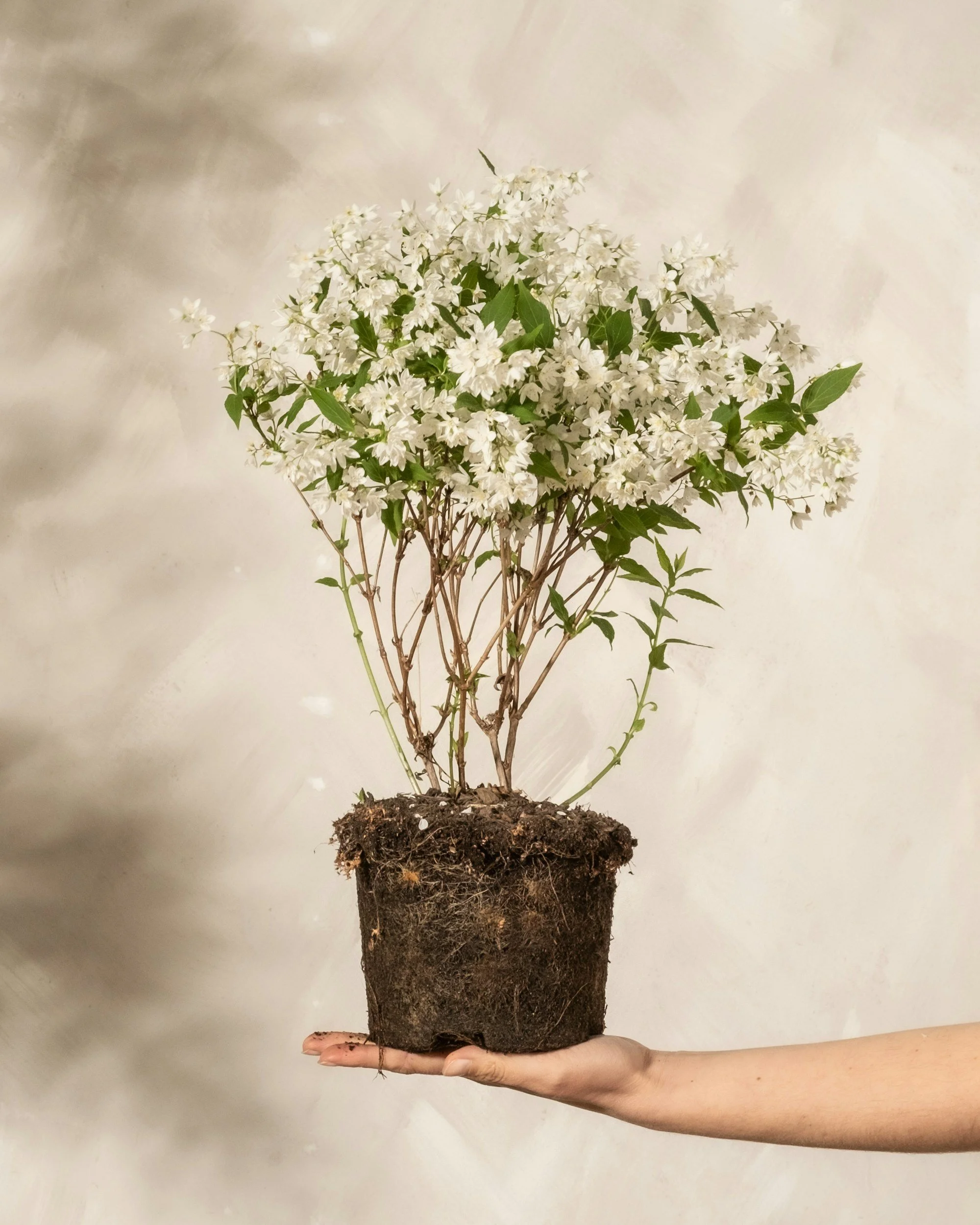 Hand holding a potted plant with white flowers and green leaves against a light background.
