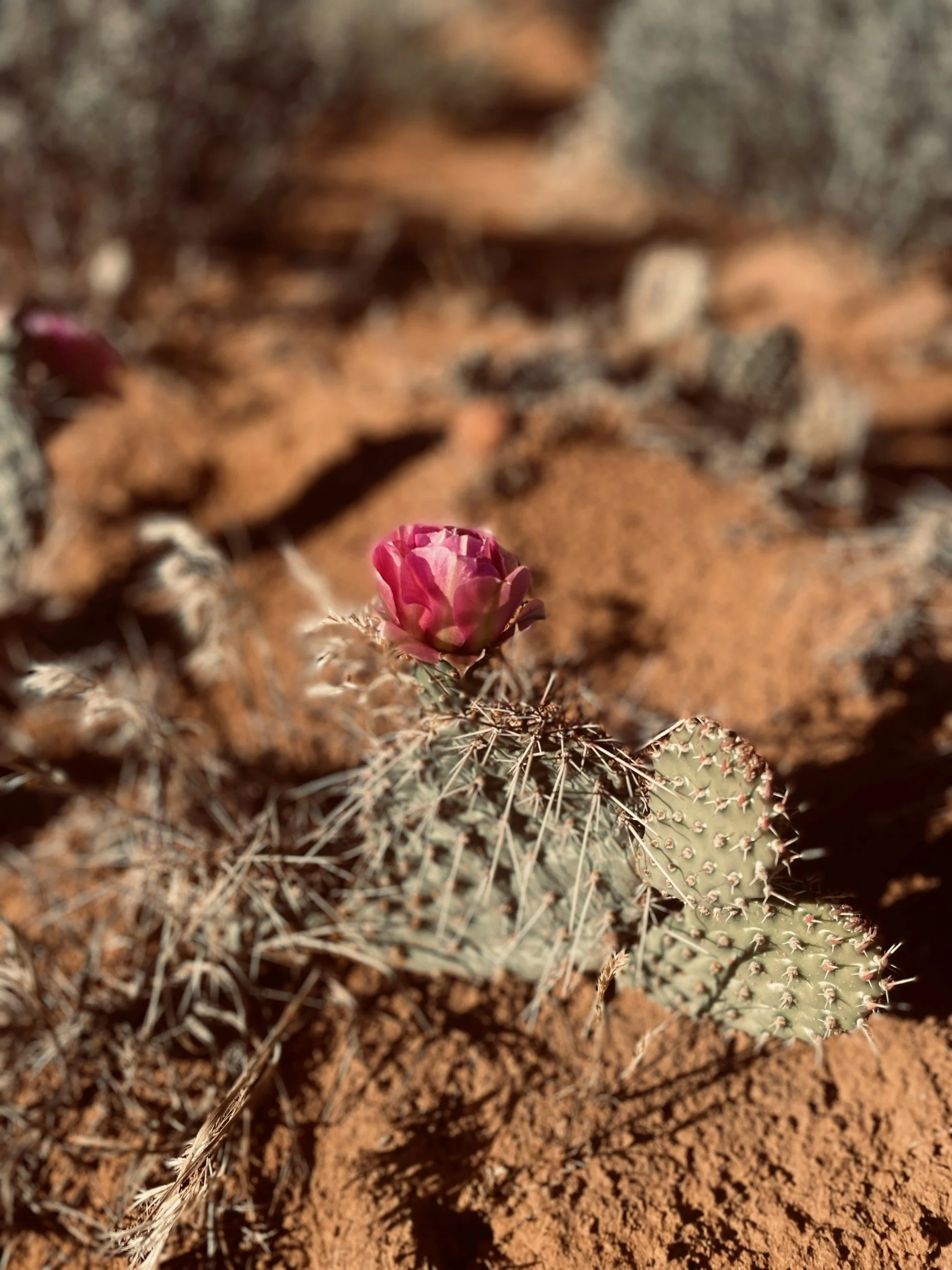 Death Valley in March — The Desert at Its Most Alive
