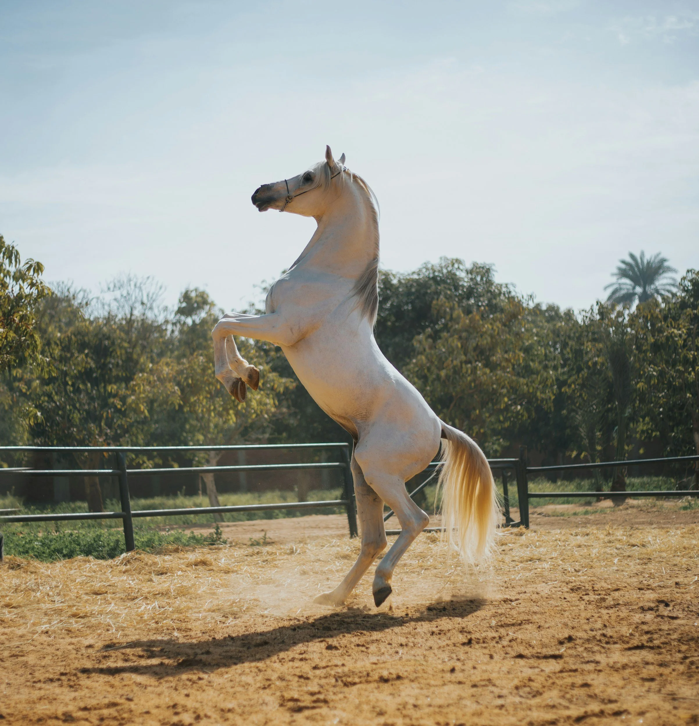Year of the Horse: Inside 2026's Equestrian Travel Obsession