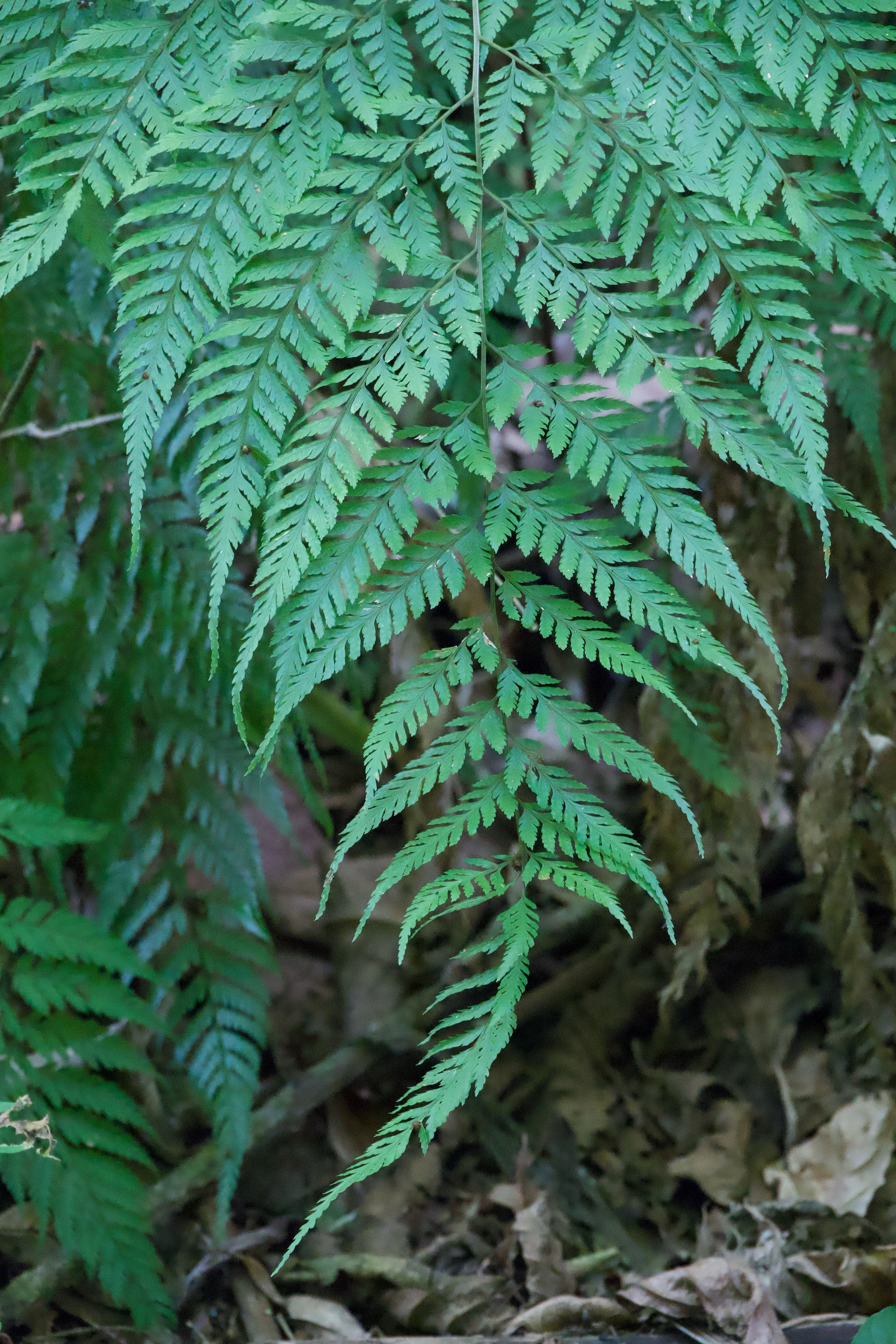 DSC01757.jpg