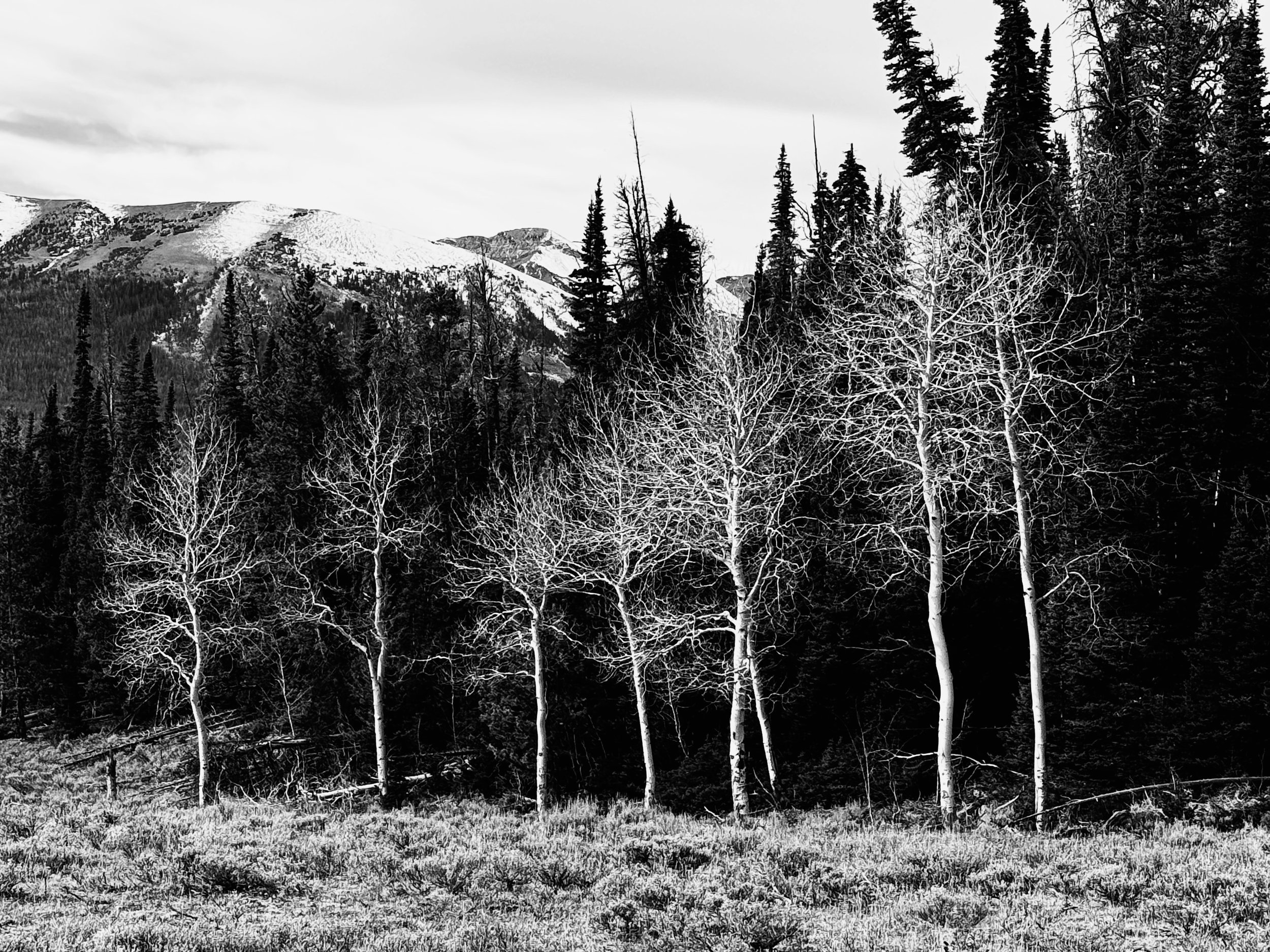 IMG_1786.jpg