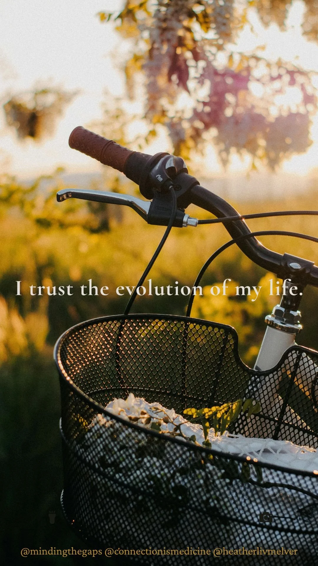 A bicycle handlebar with a basket attached, filled with flowers, in front of a tree with pink blossoms, during sunset.