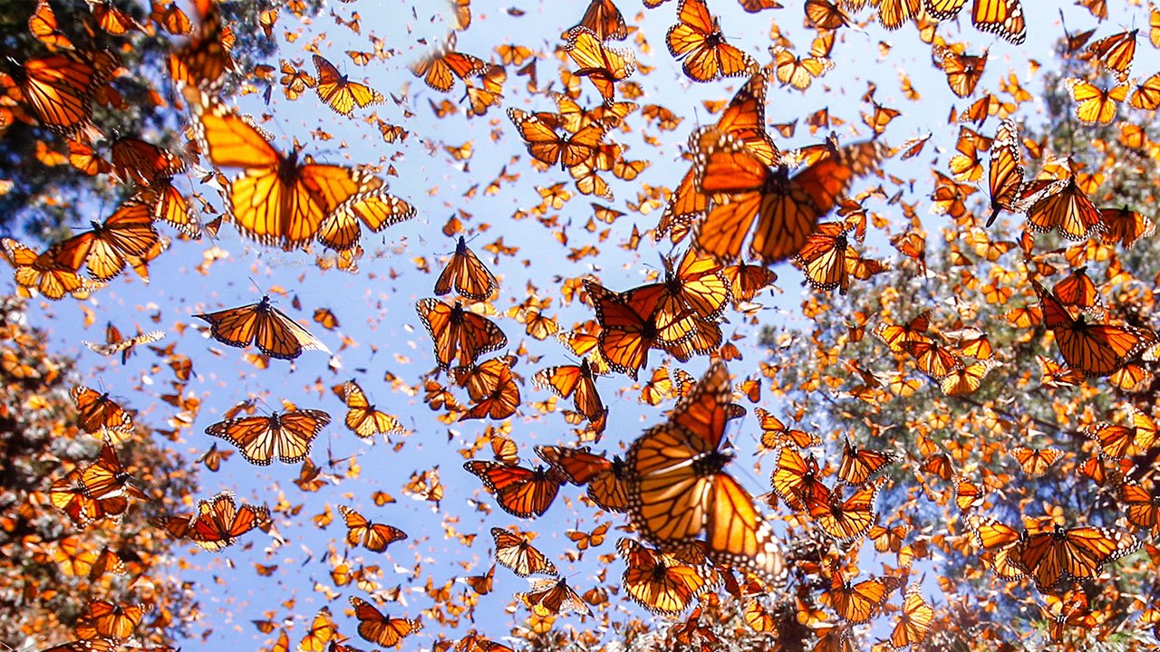 butterfly_thumbnail_16x9.jpg
