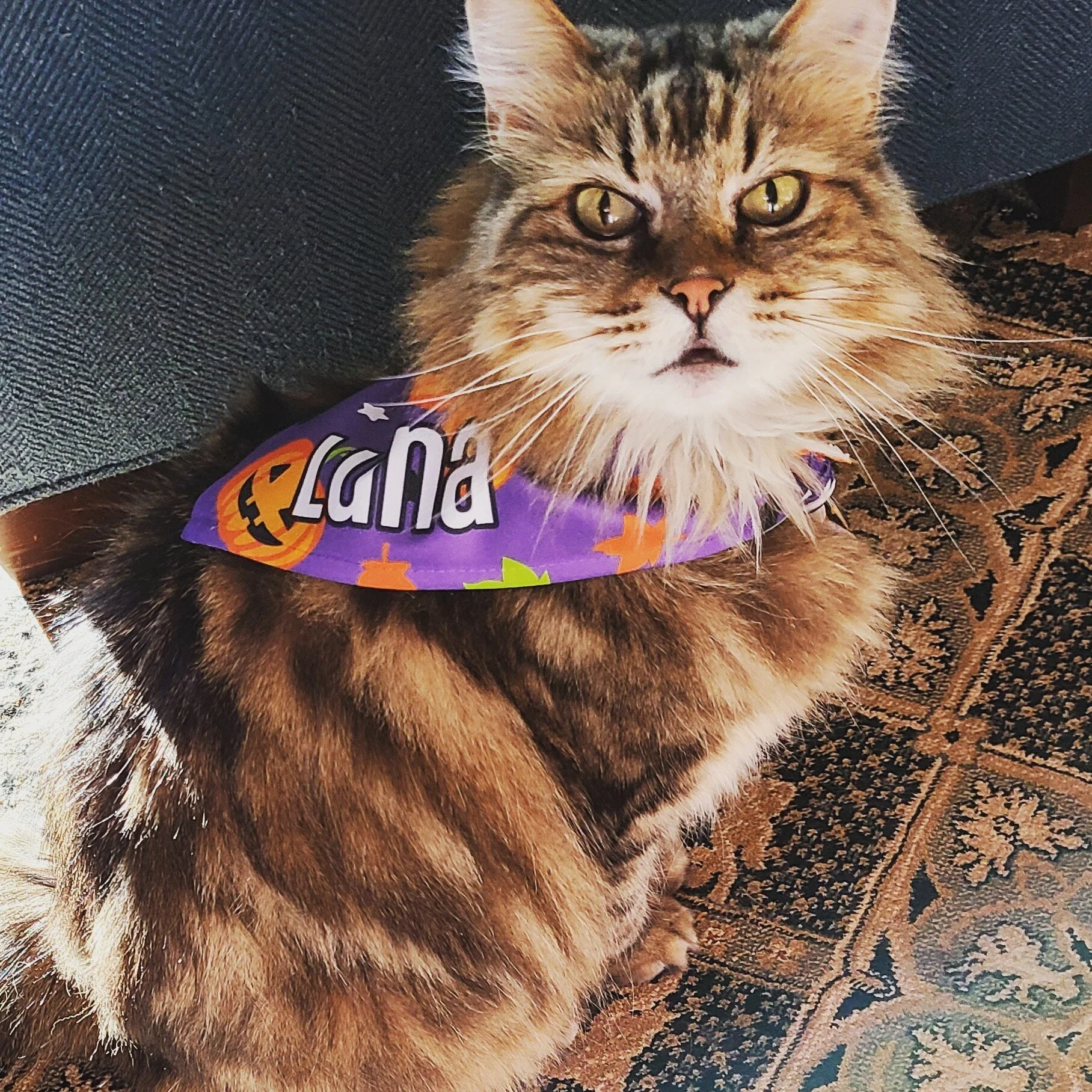 Close-up of a brown tabby cat with piercing yellow eyes, sitting on a patterned carpet and wearing a purple Halloween-themed collar with orange pumpkins and the word "Boo".