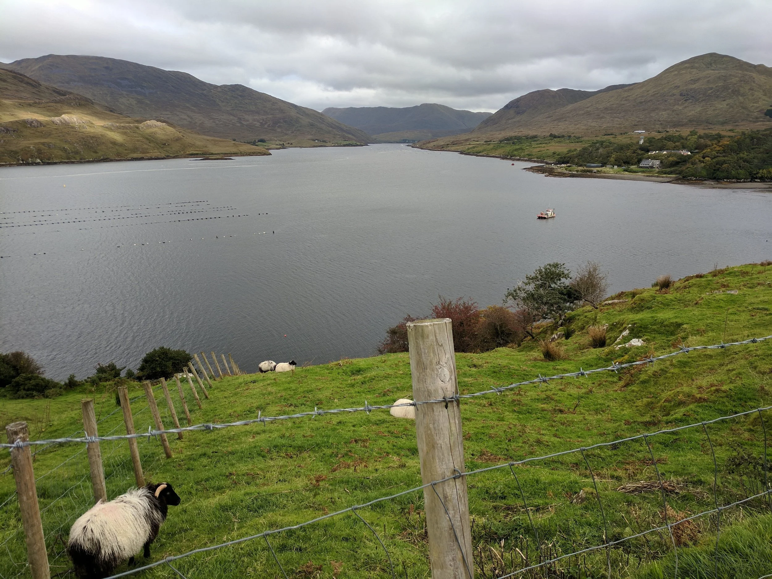 Irish Sheep looking out over land and sea