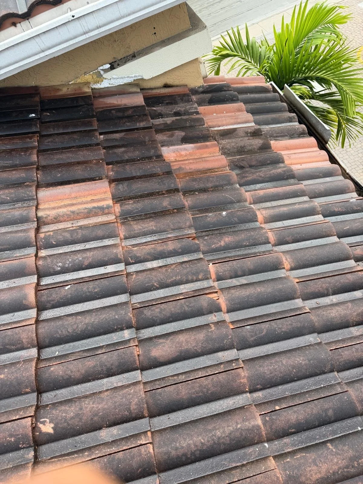 A close-up view of a weathered tiled roof with some dirt and discoloration, alongside a green palm plant.