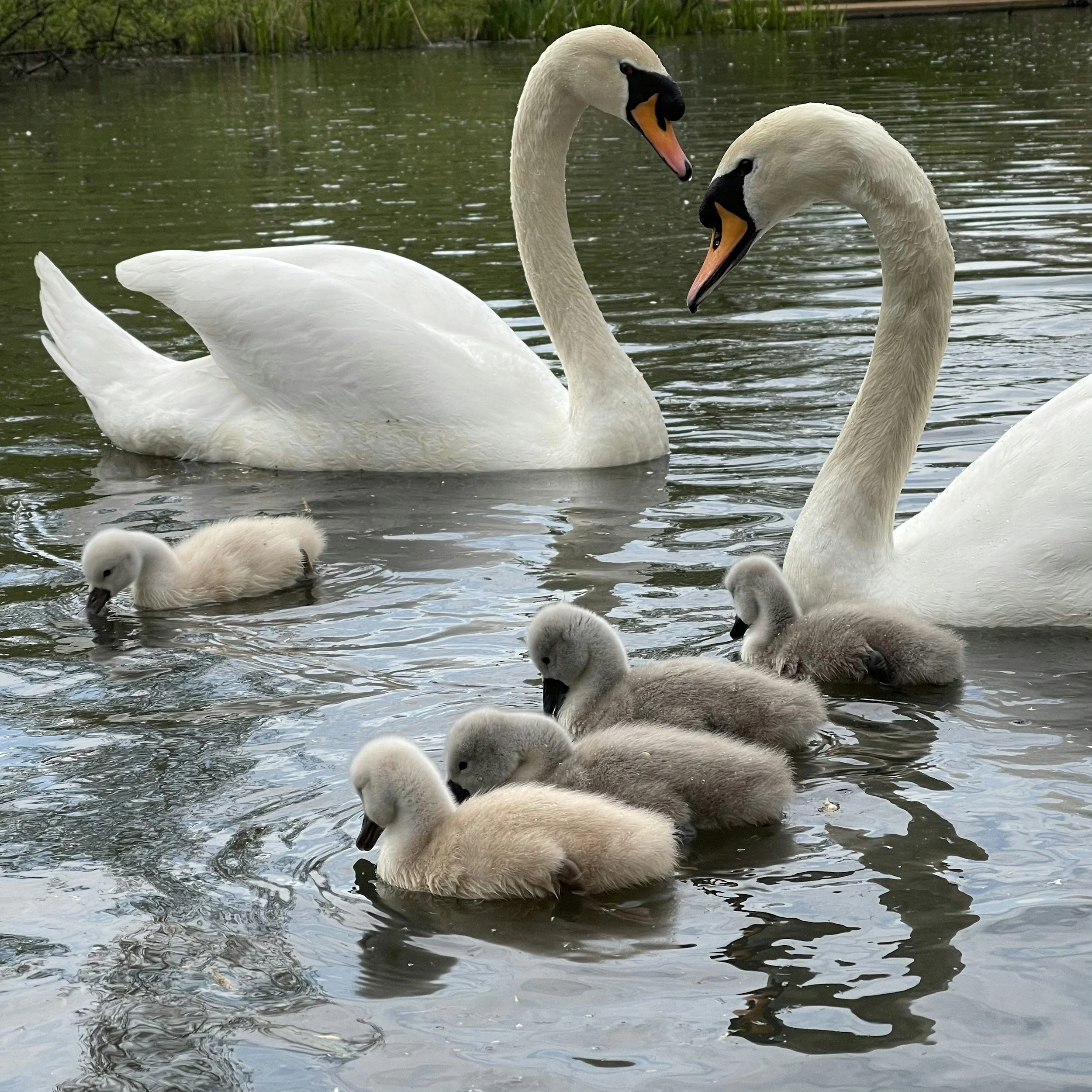 Two adult swans with white feathers and orange beaks swimming in a pond alongside their cygnets with greyish feathers. The water is calm with some ripples, and there is greenery in the background.