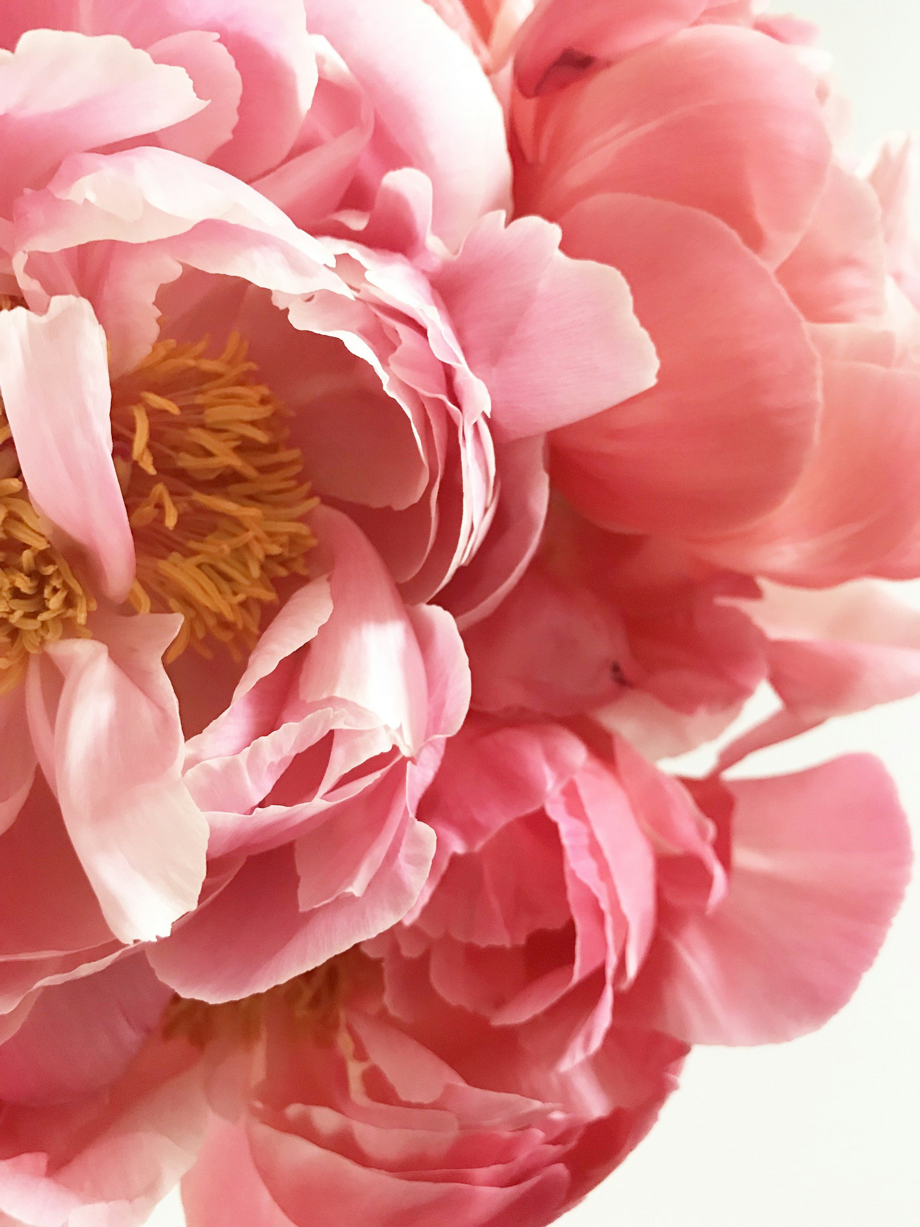 Close-up of a pink peony flower with soft petals and yellow stamens at the center.