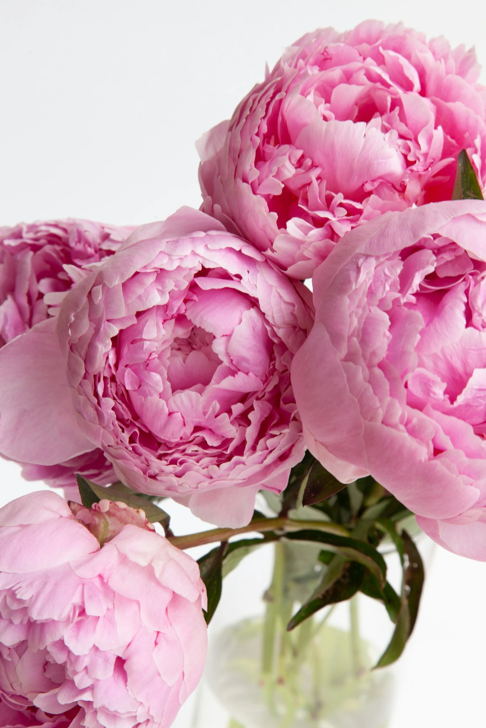 Close-up of pink peony flowers in a vase with a white background.