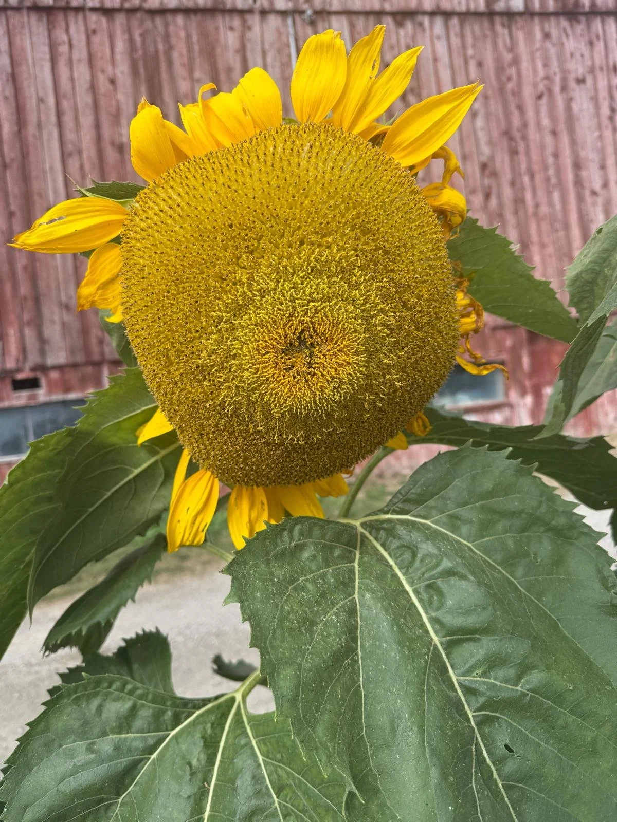Close-up of a sunflower with a large yellow head and green leaves, in front of a wooden fence.