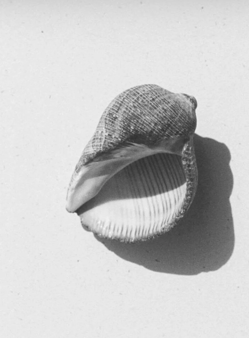 A black and white photo of a seashell with striped ridges, casting a shadow on a plain surface.